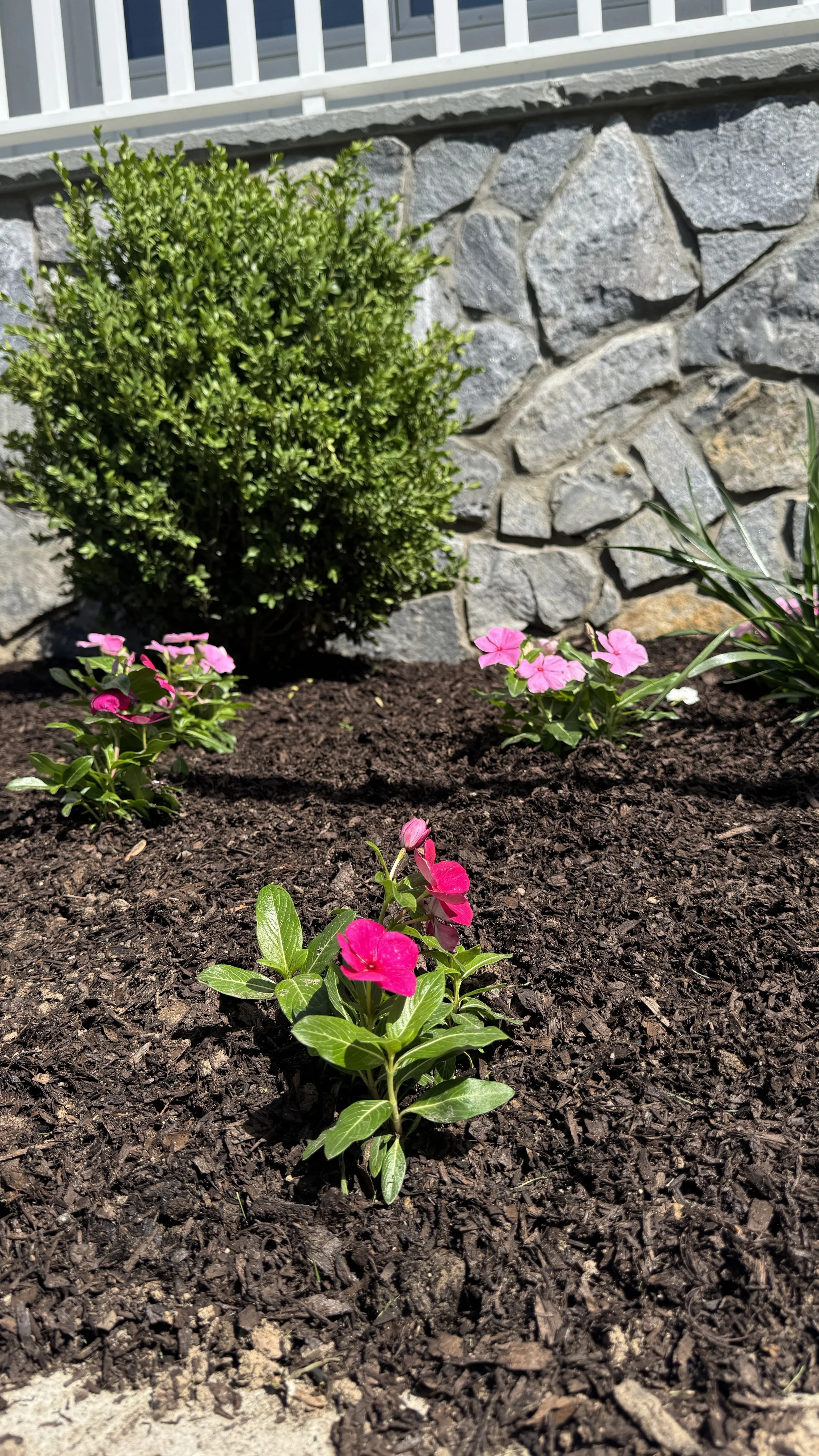 Pink and white flowers in a garden bed with dark mulch, green bush, stone wall, and white railing in the background.