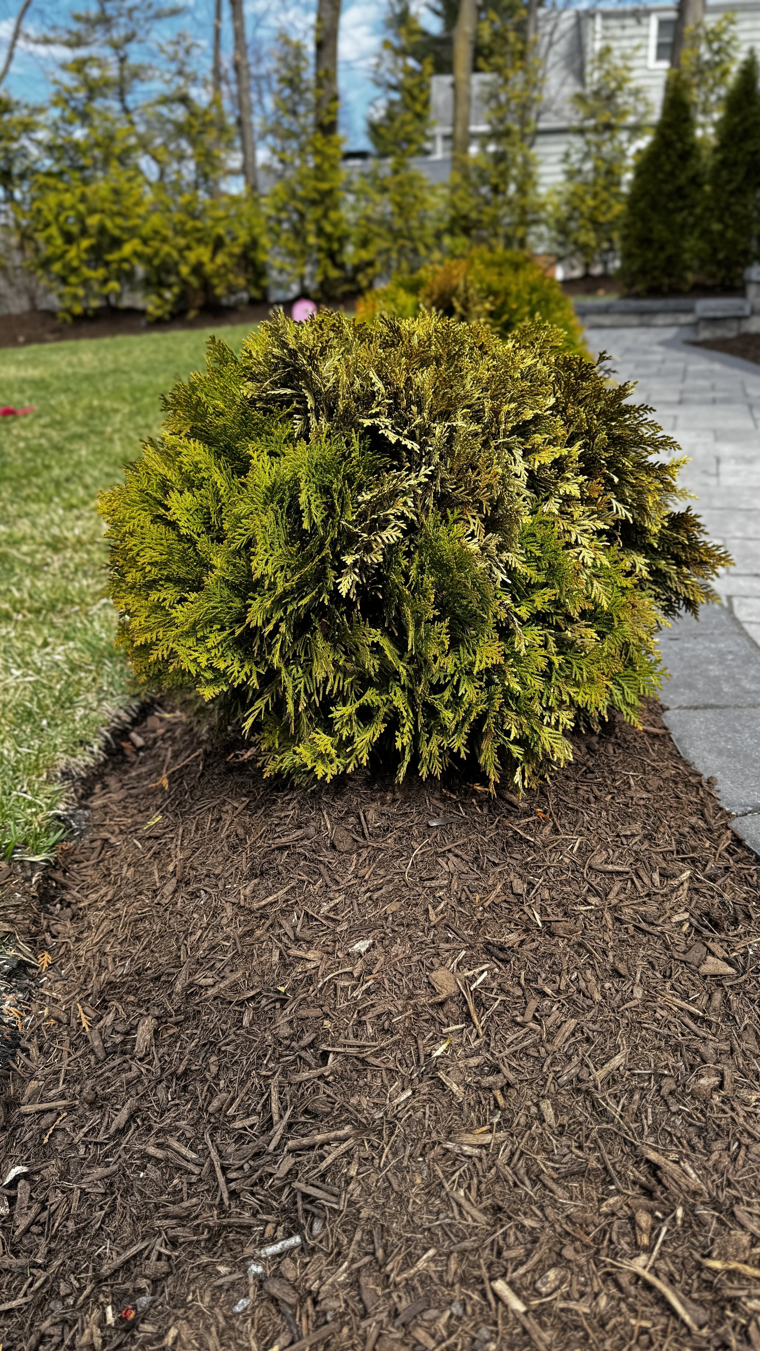 A round, green shrub planted in dark mulch, with a pathway and other bushes in the background.