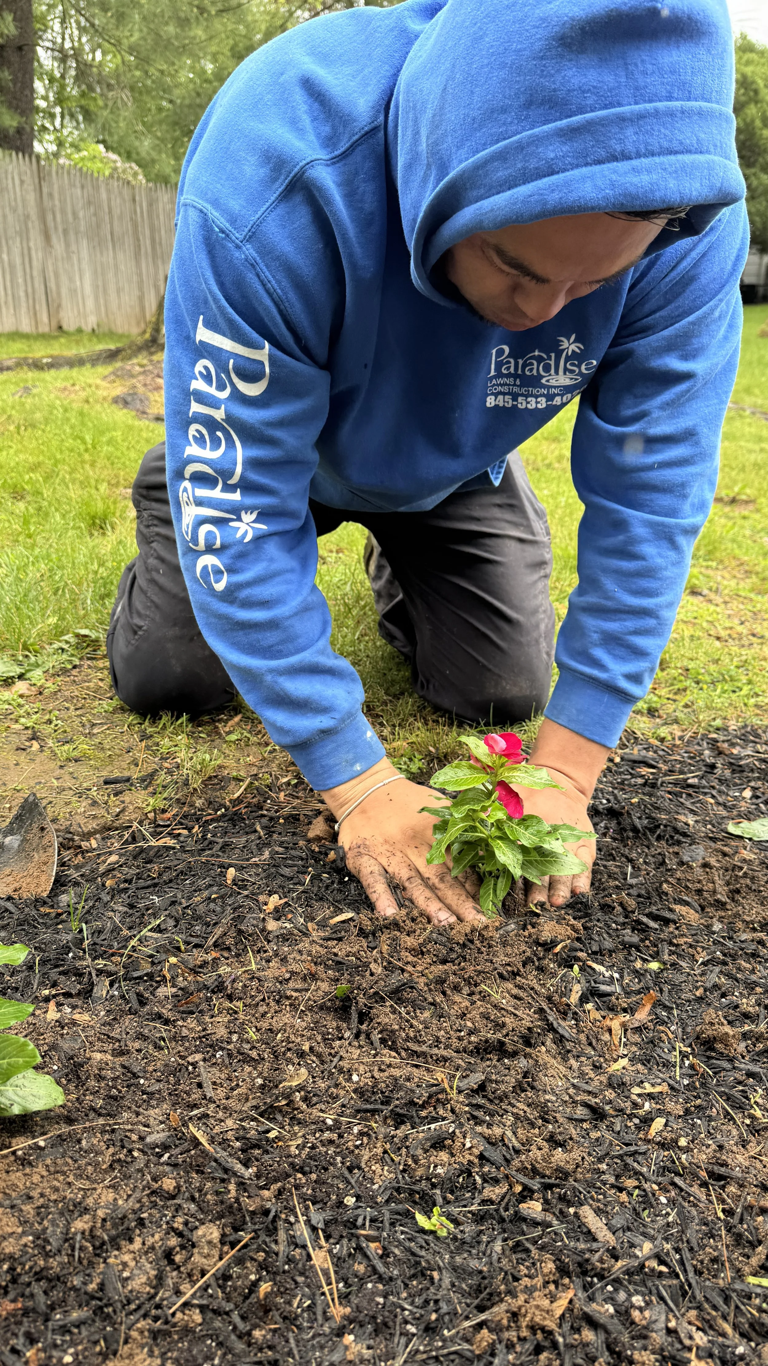 Person planting a pink flower in the soil in a garden yard.