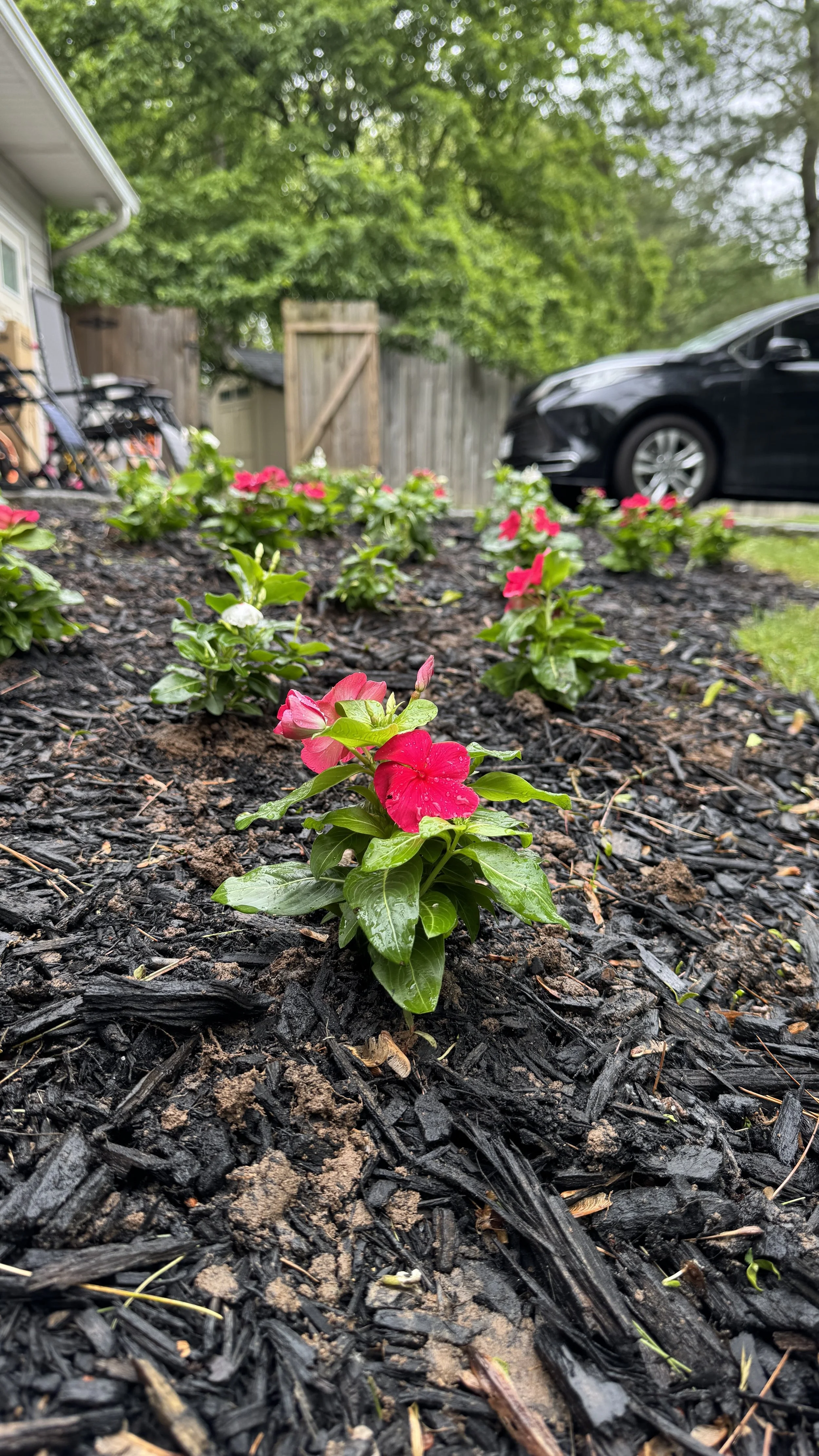 Close-up of pink impatiens flowers planted in dark mulch in a backyard garden, with a car and a wooden fence in the background.