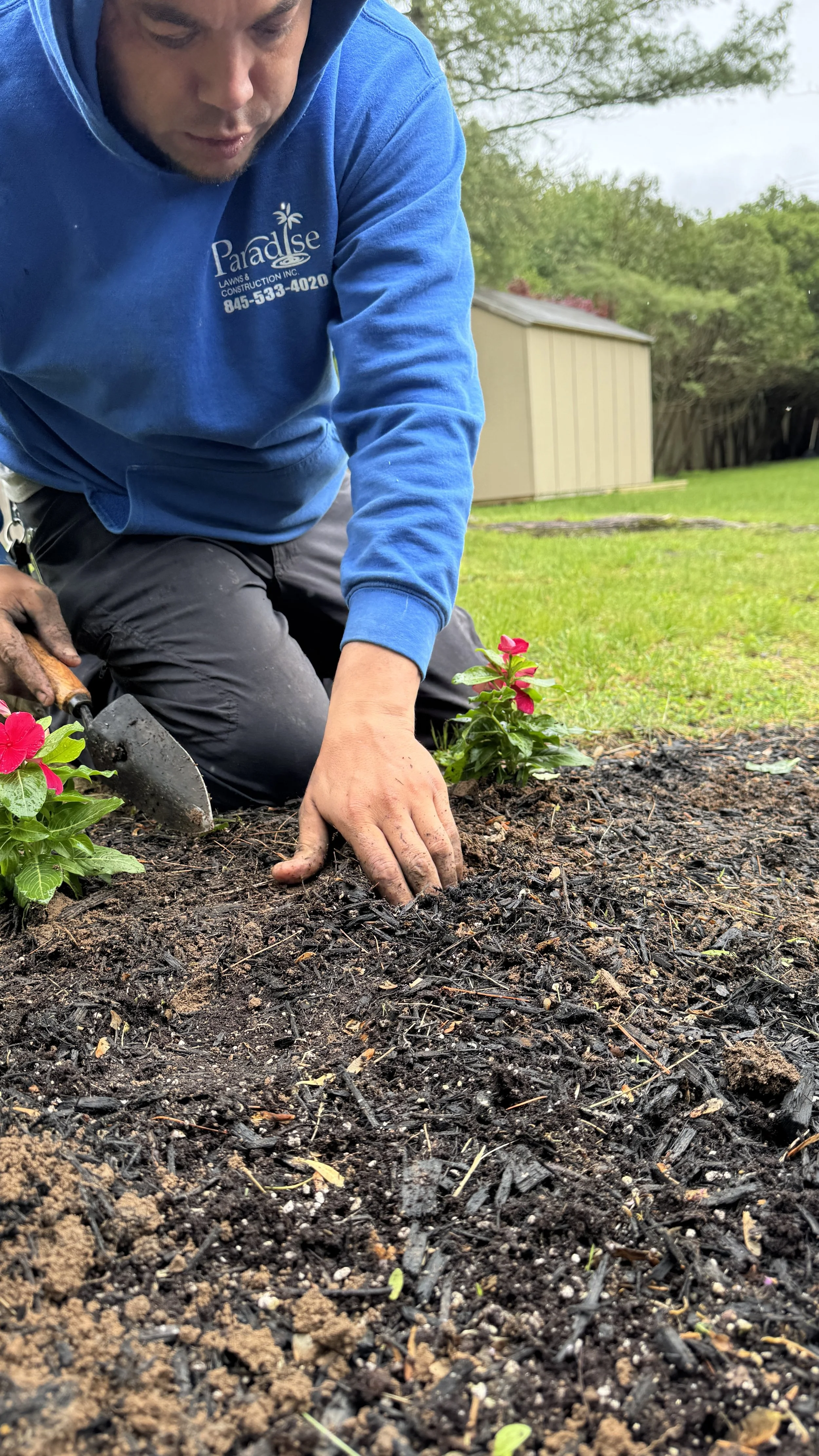 Person planting a small flower in the soil using their hands, with a trowel nearby, in a backyard with green grass and a shed in the background.