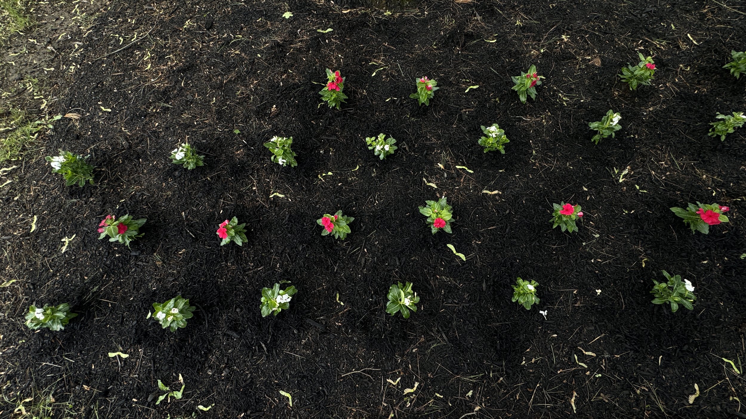 Garden bed with evenly spaced pink and white flowers planted in dark, rich soil.