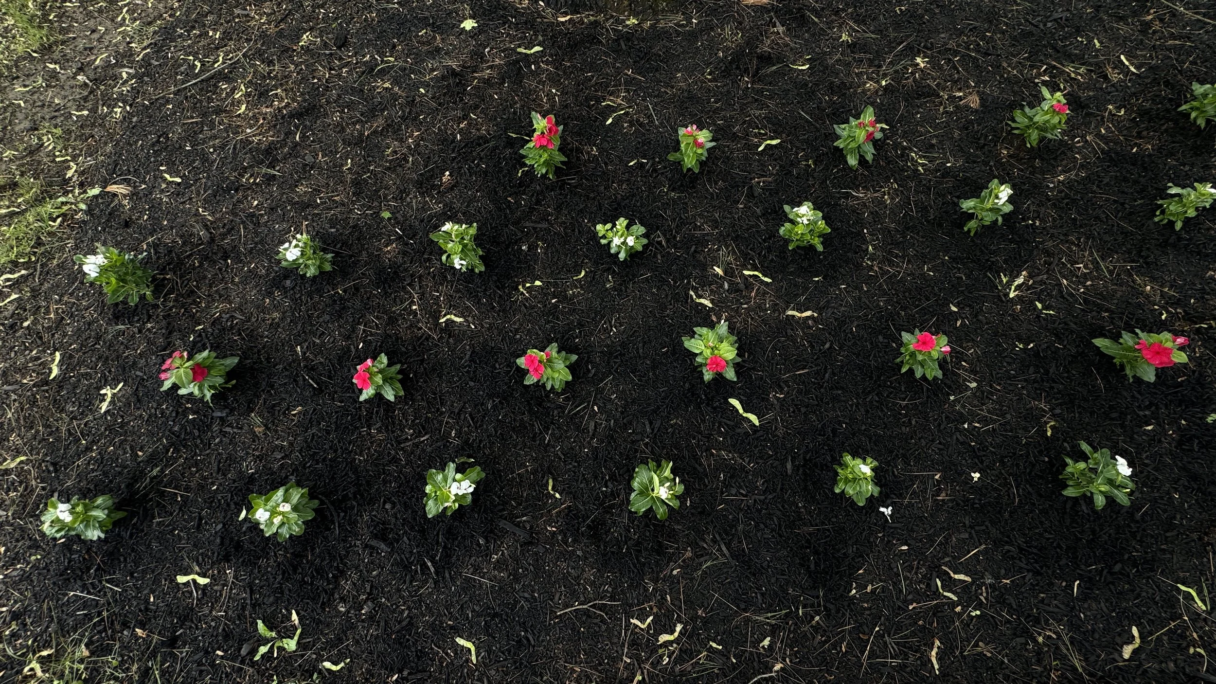 Garden bed with rows of colorful flowering plants, including pink, white, and red blossoms, planted in dark, rich soil.