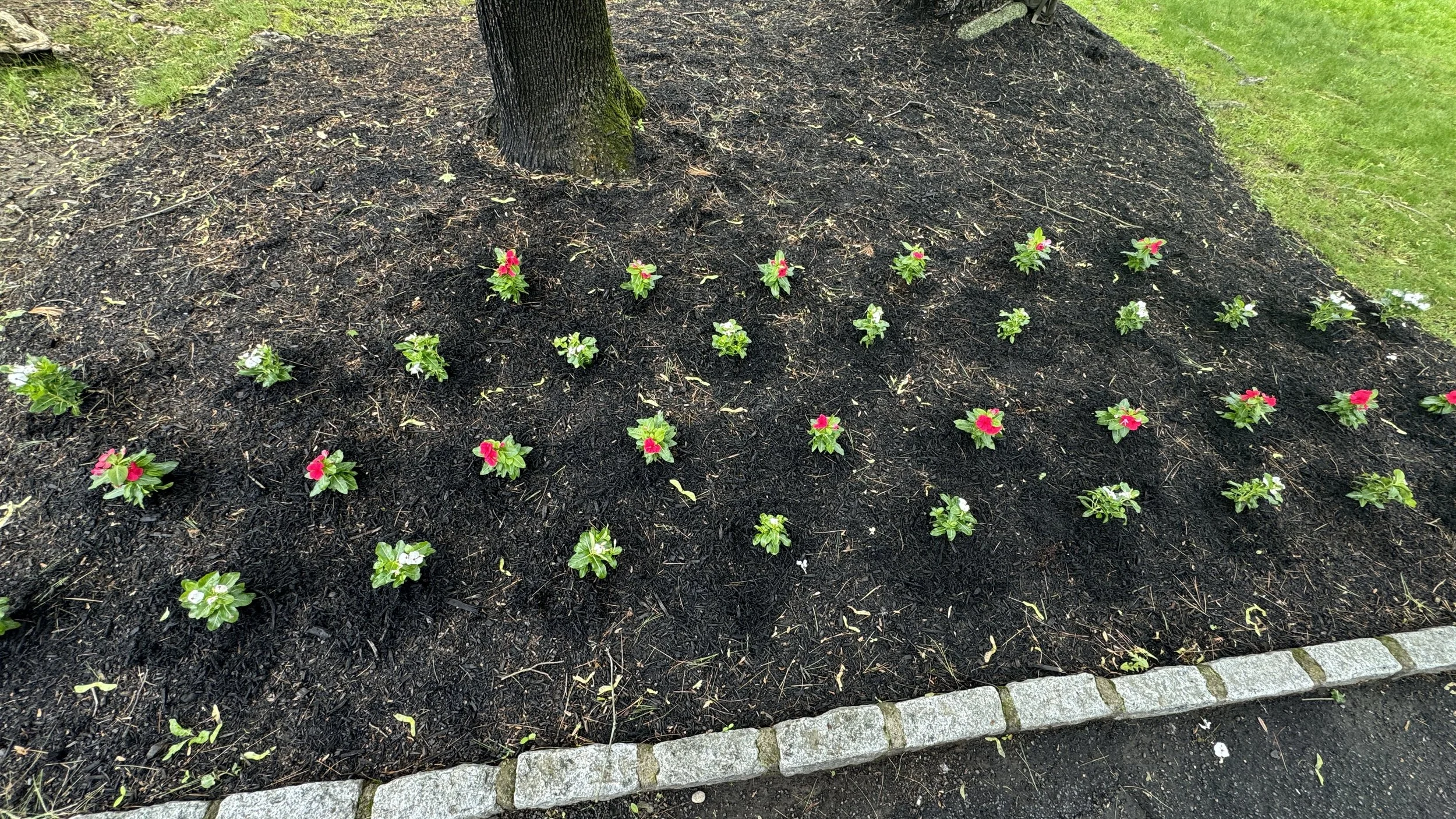 Flower bed with pink and white flowers planted in dark soil, bordered by stones, next to a tree with rough bark.