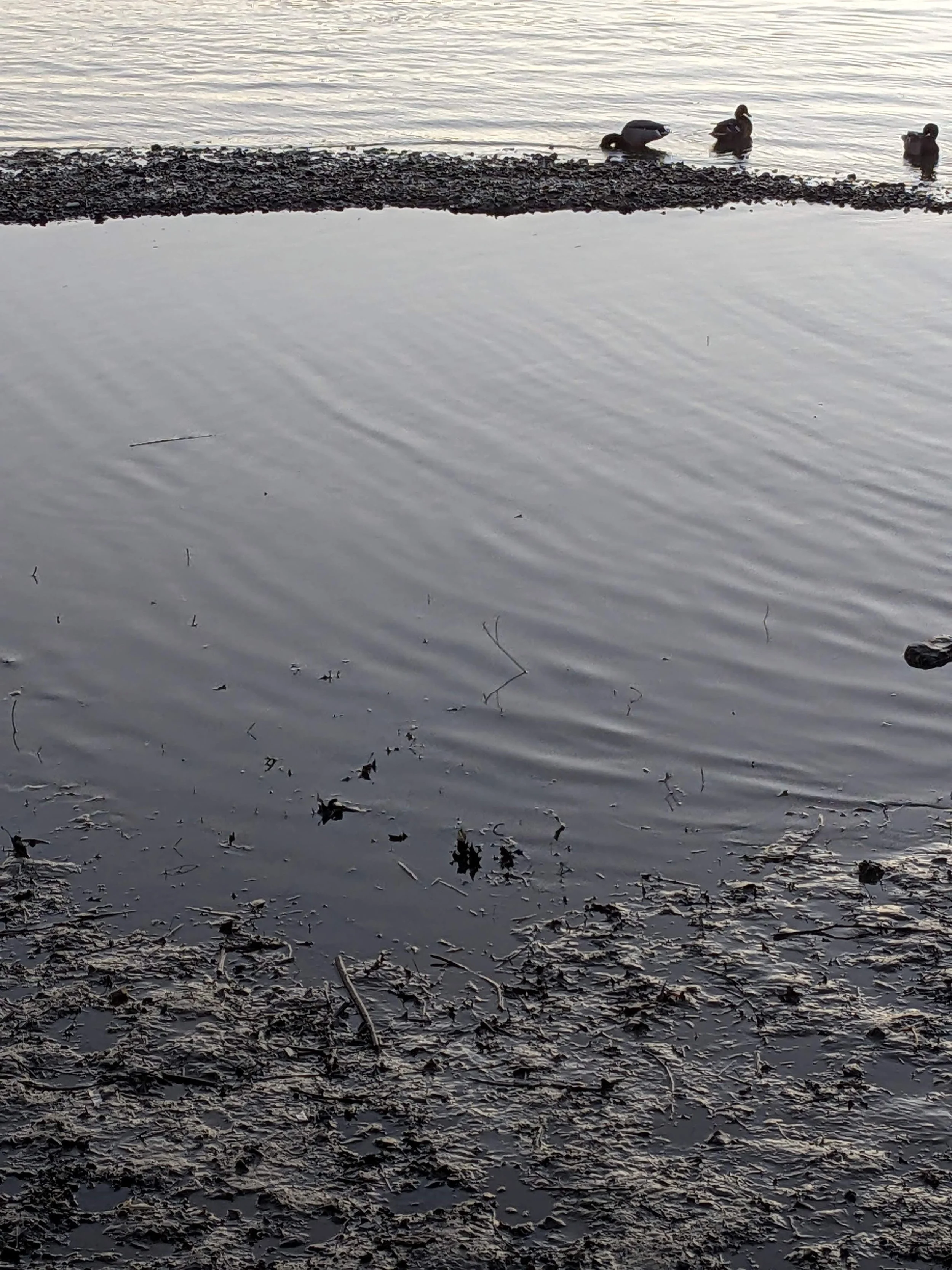 Copy of PXL_20230206_170625684.jpg