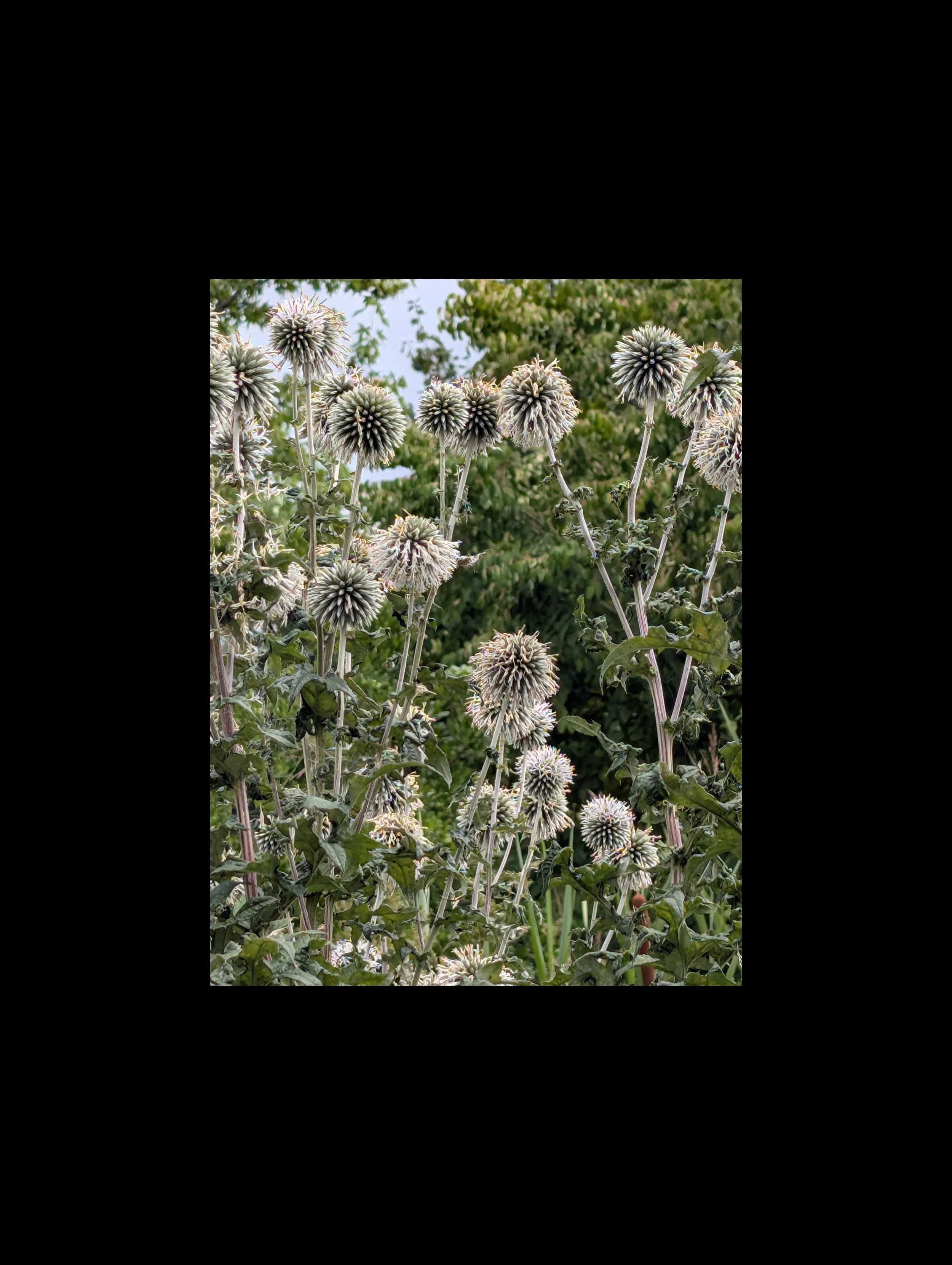 Copy of PXL_20250723_105528857.jpg