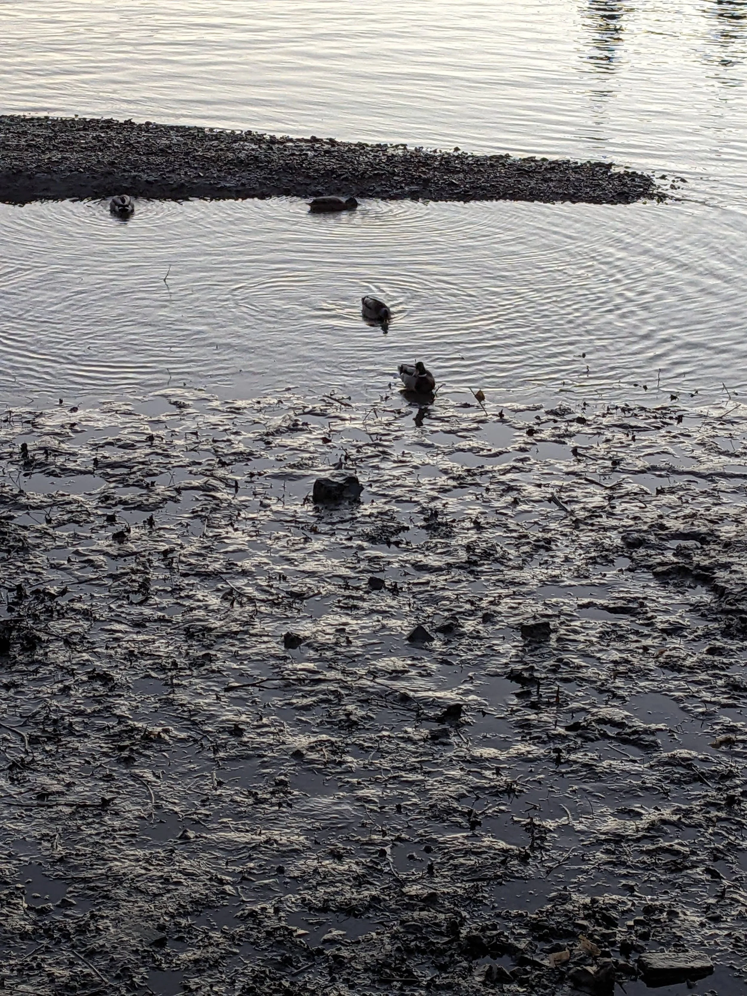 Copy of PXL_20230206_171224413.jpg