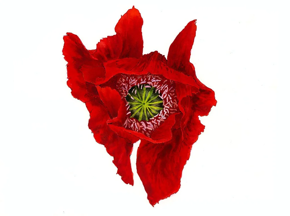 Late Bloom – Chance