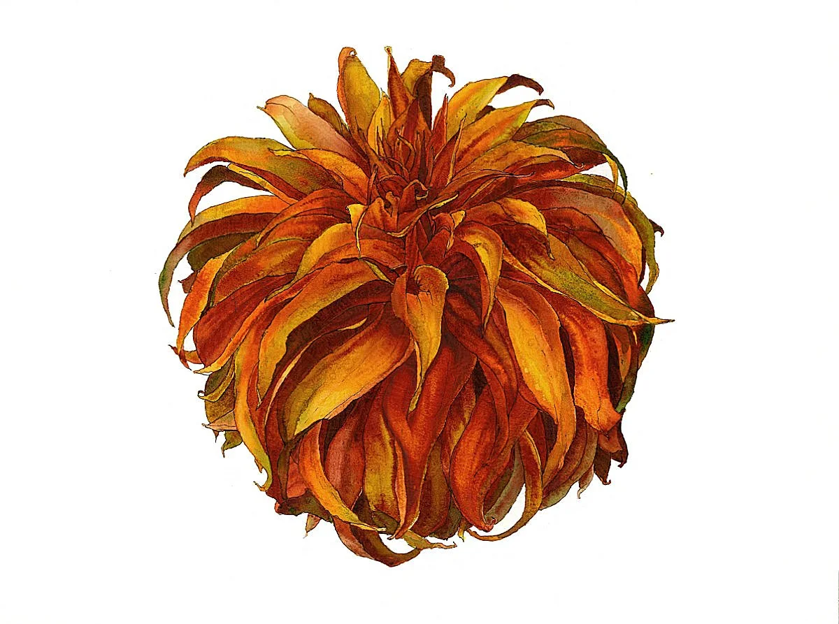 A watercolor painting of a red orange dhalia