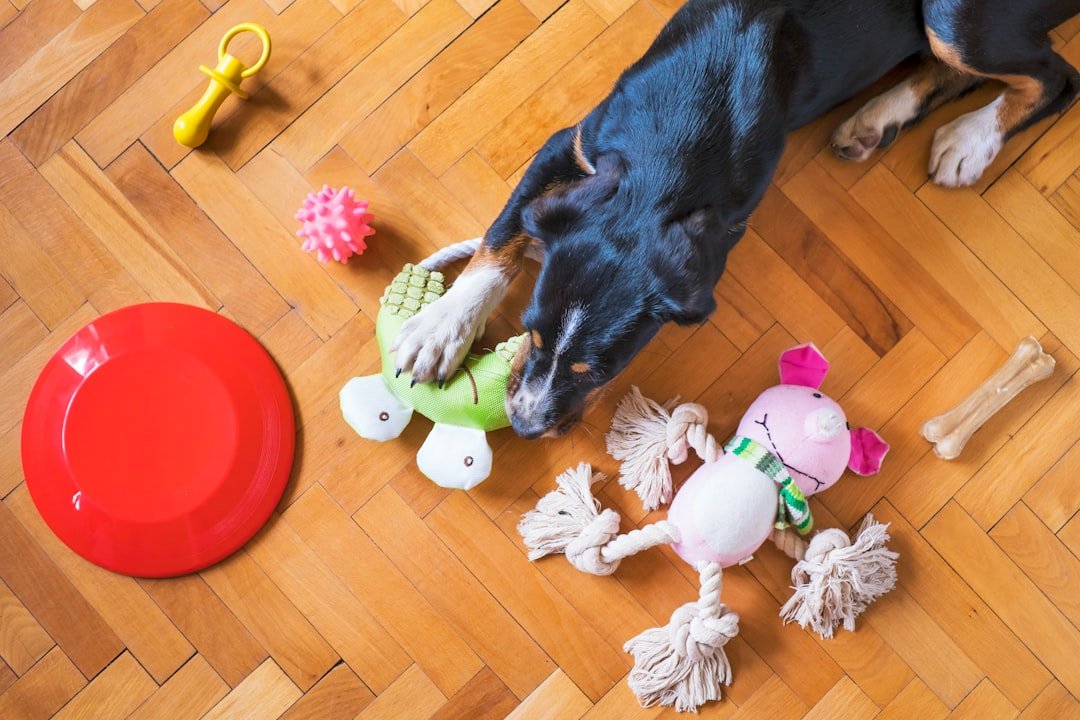 How to Organize Pet Supplies Without Taking Over Your Home 🐶🐱Elevated Pet Organization Tips for Los Angeles Homes