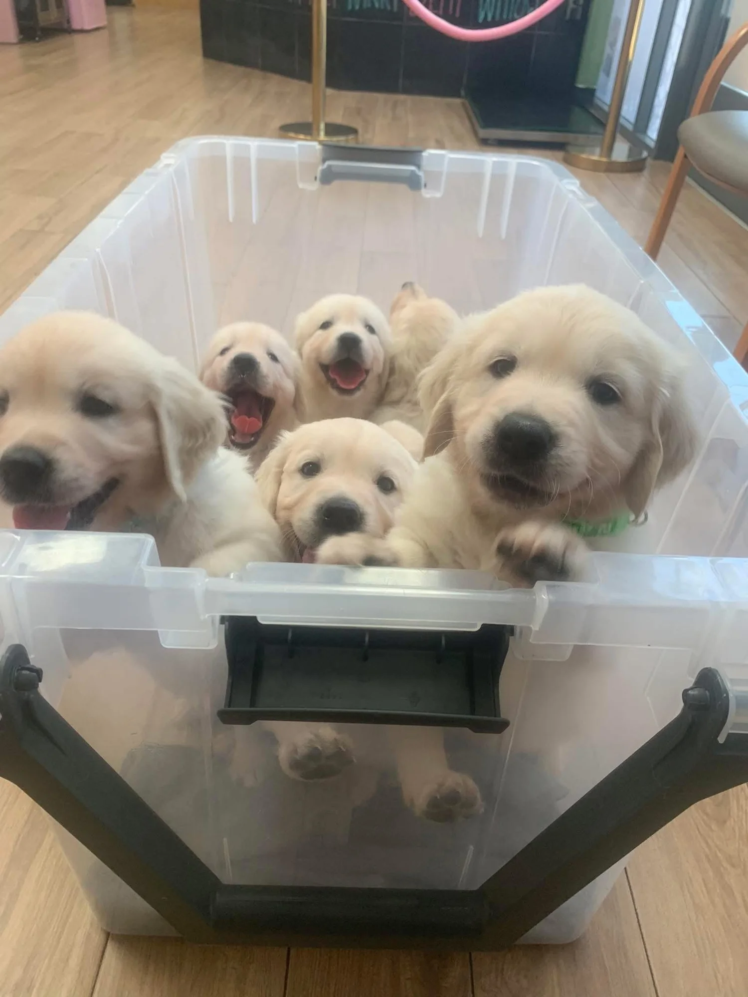 Phoenix Golden Retriever - AKC Golden Retriever Puppies for Sale