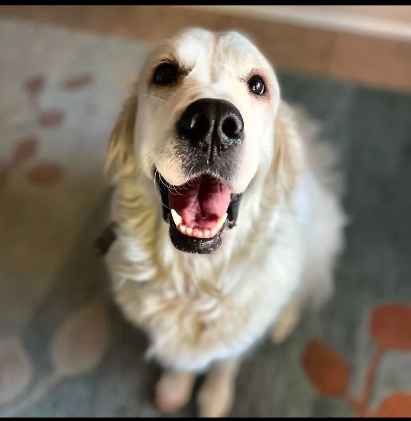 Luna is at the park in Prescott Arizona