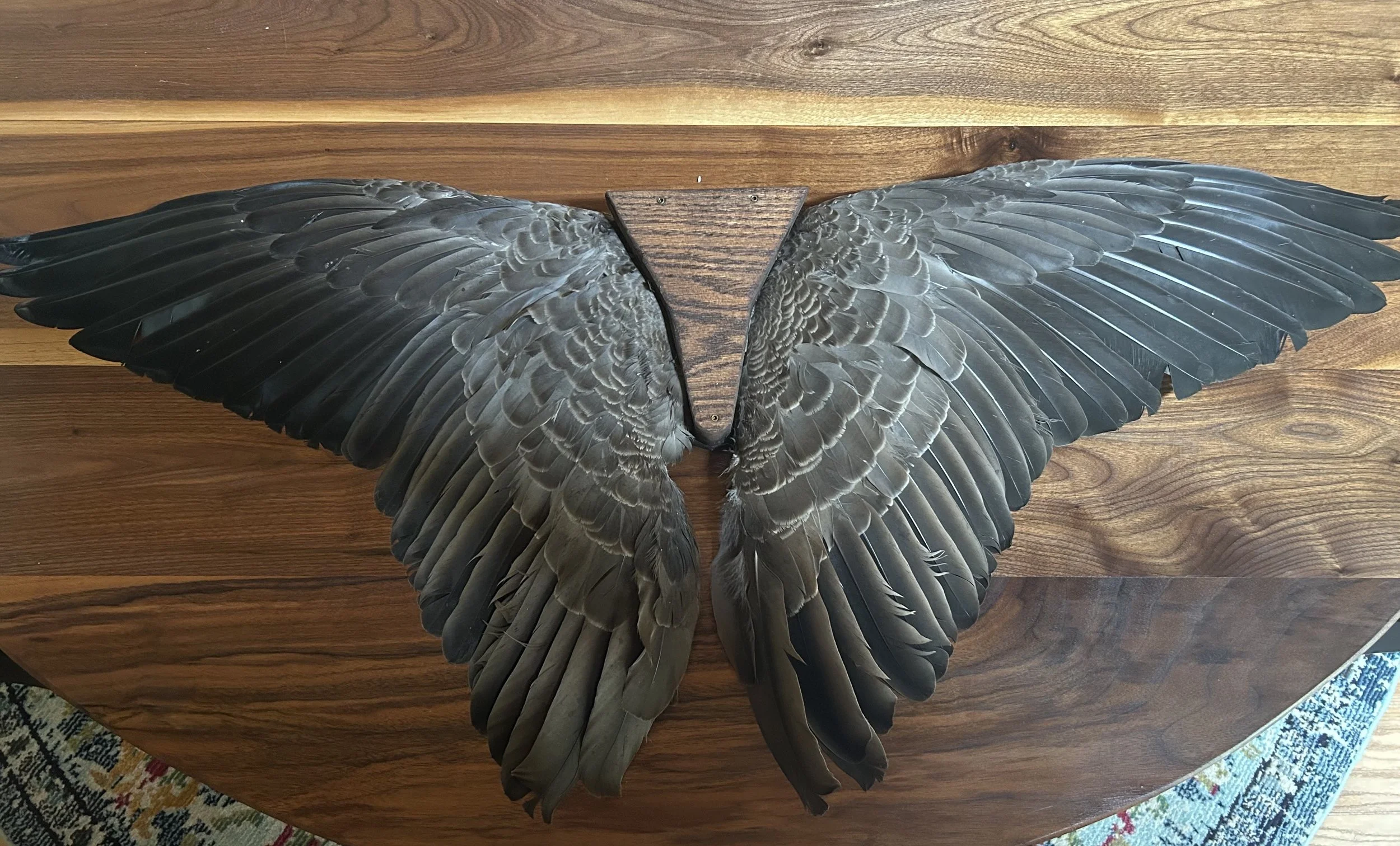 goose wing mount, duck wing mount, skull mount