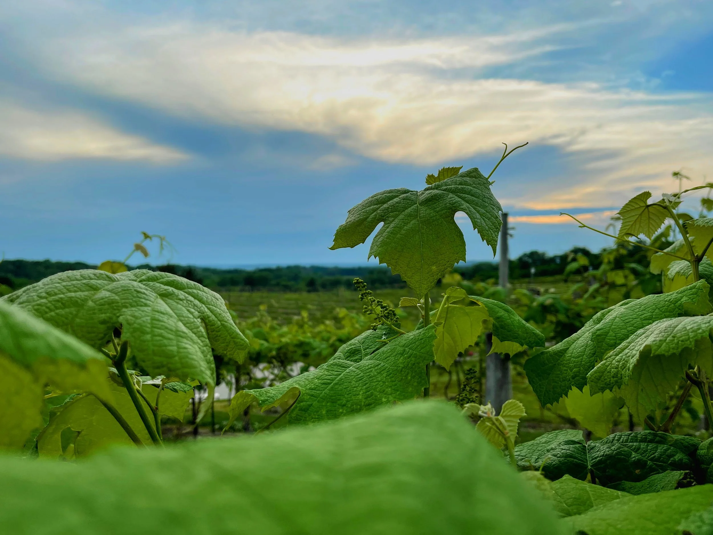 IMG_9499-EDIT.jpg