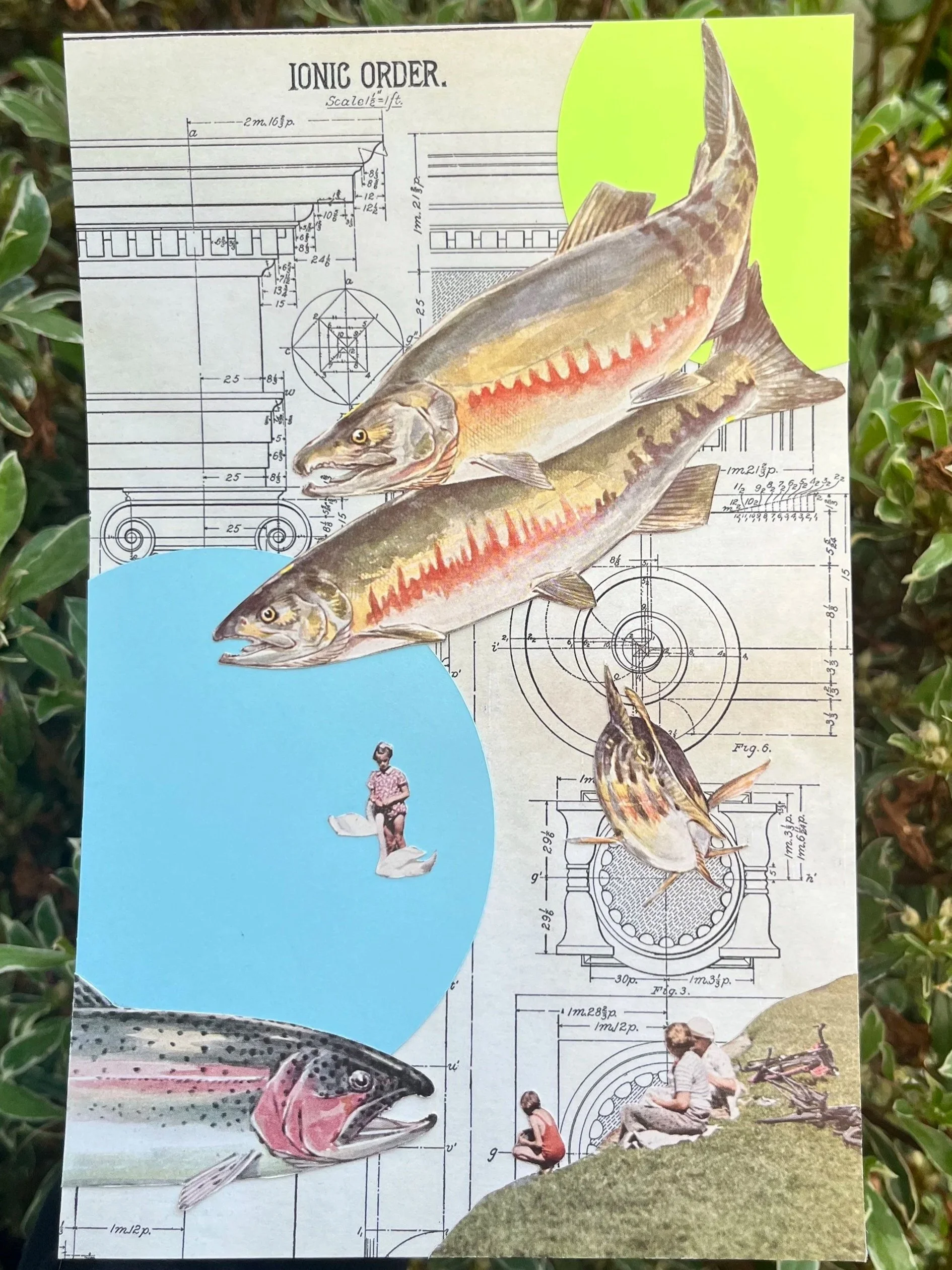 "Fish by the Water"