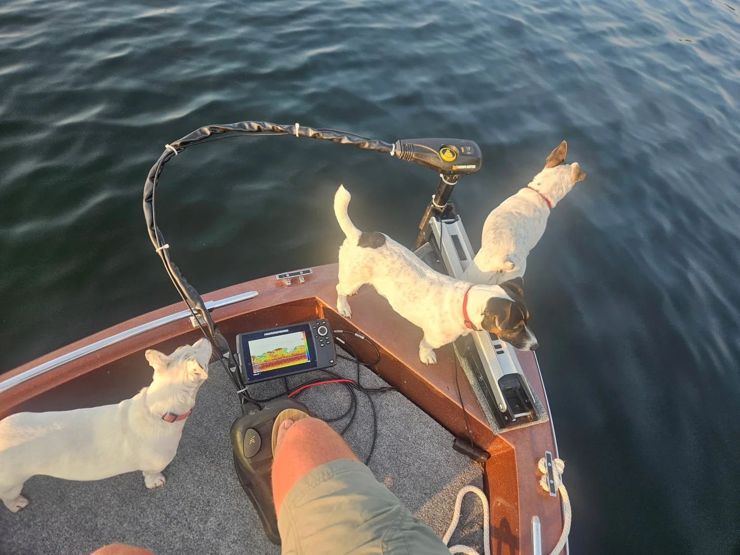 Jack Russell dogs on the bow of a boat at a Northern Minnesota lake – part of the Regenold family story at North Woods Overhead Doors.