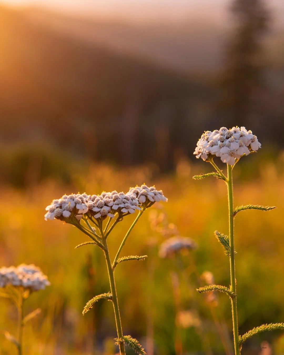Peaceful outdoor flowers surrounding a private therapy practice in Racine WI