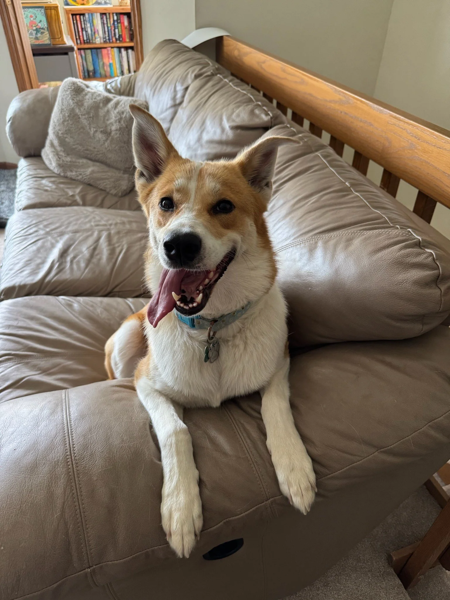 Kristina Stamm dog Honey