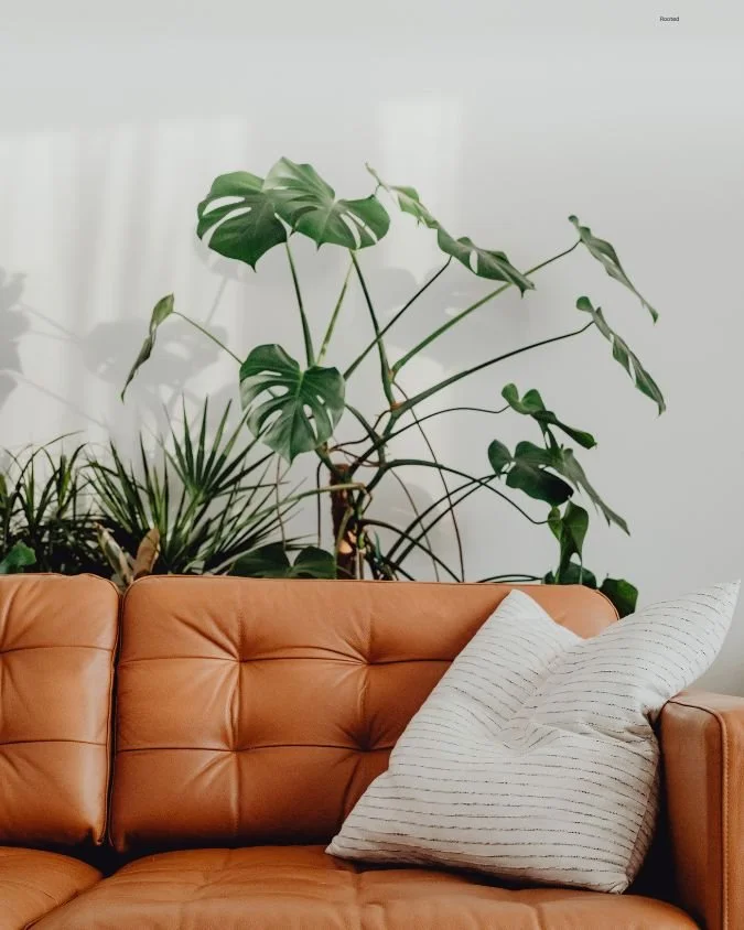 Therapy couch at Rooted Counseling &  Wellness