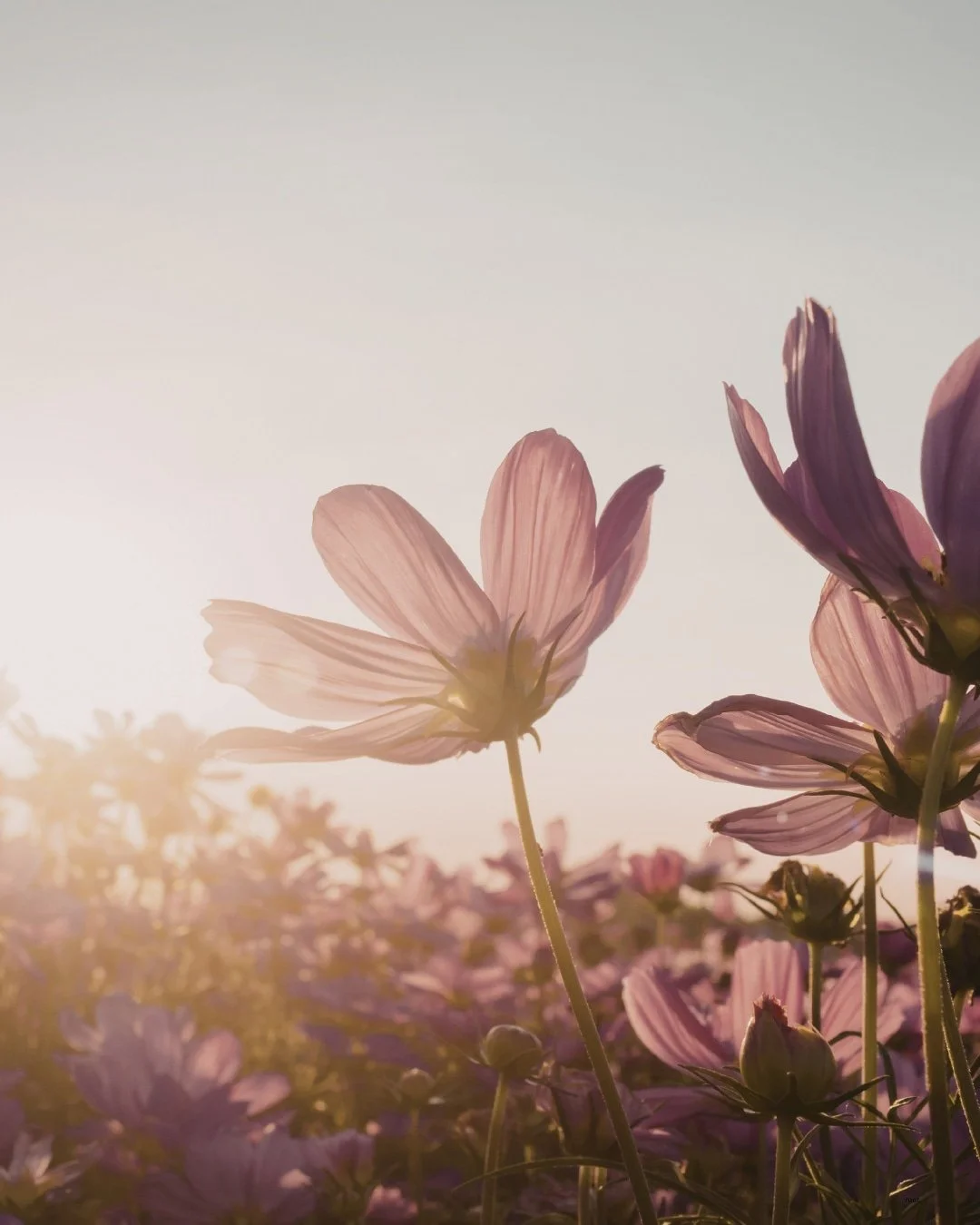 Soft blooming flowers outside a therapy office in Racine, Wisconsin