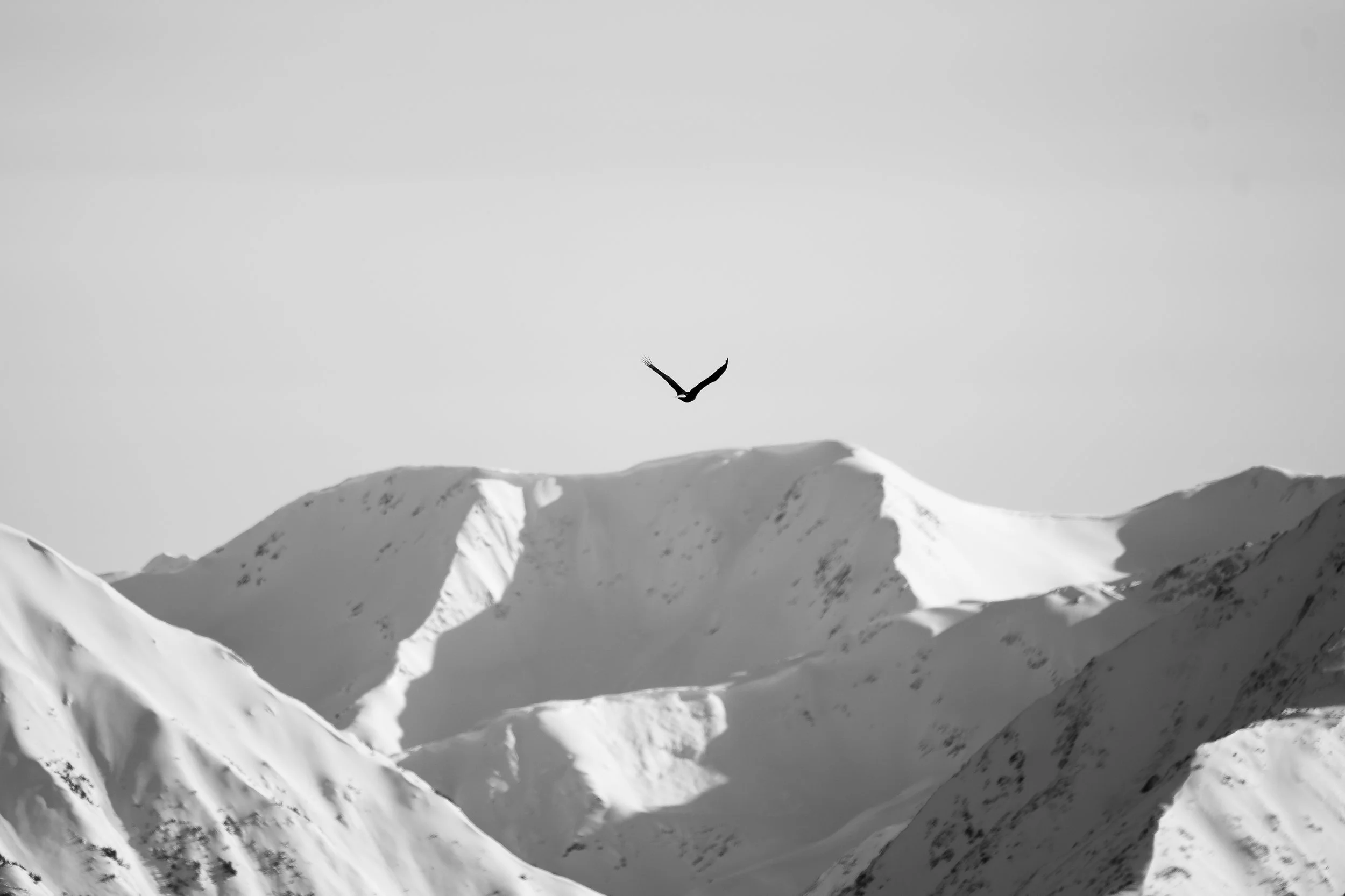 A7300217-Enhanced-NR.jpg