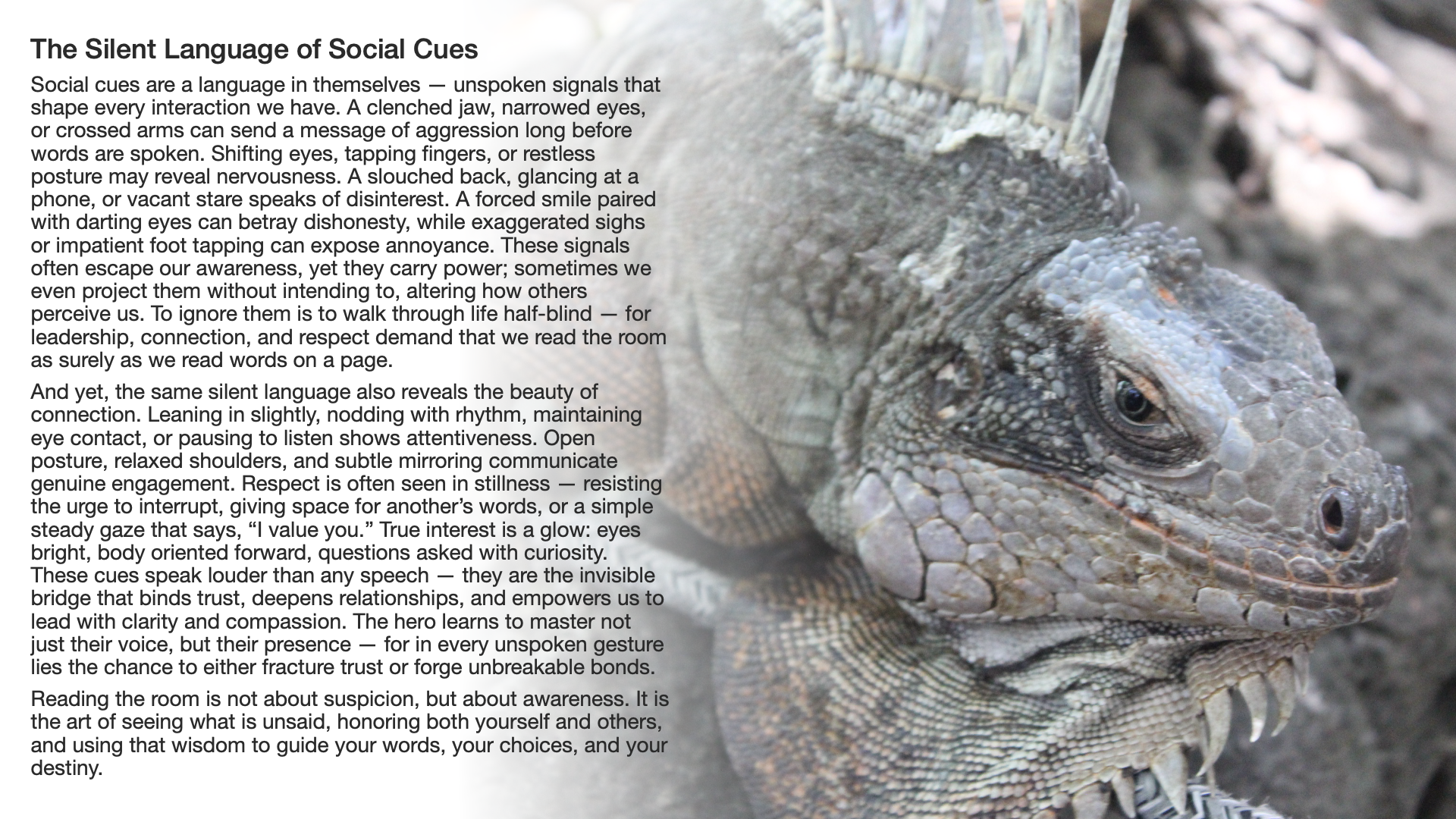 Close-up of a gray iguana with textured skin, resting on rocky terrain, with a background of rocks and earth.