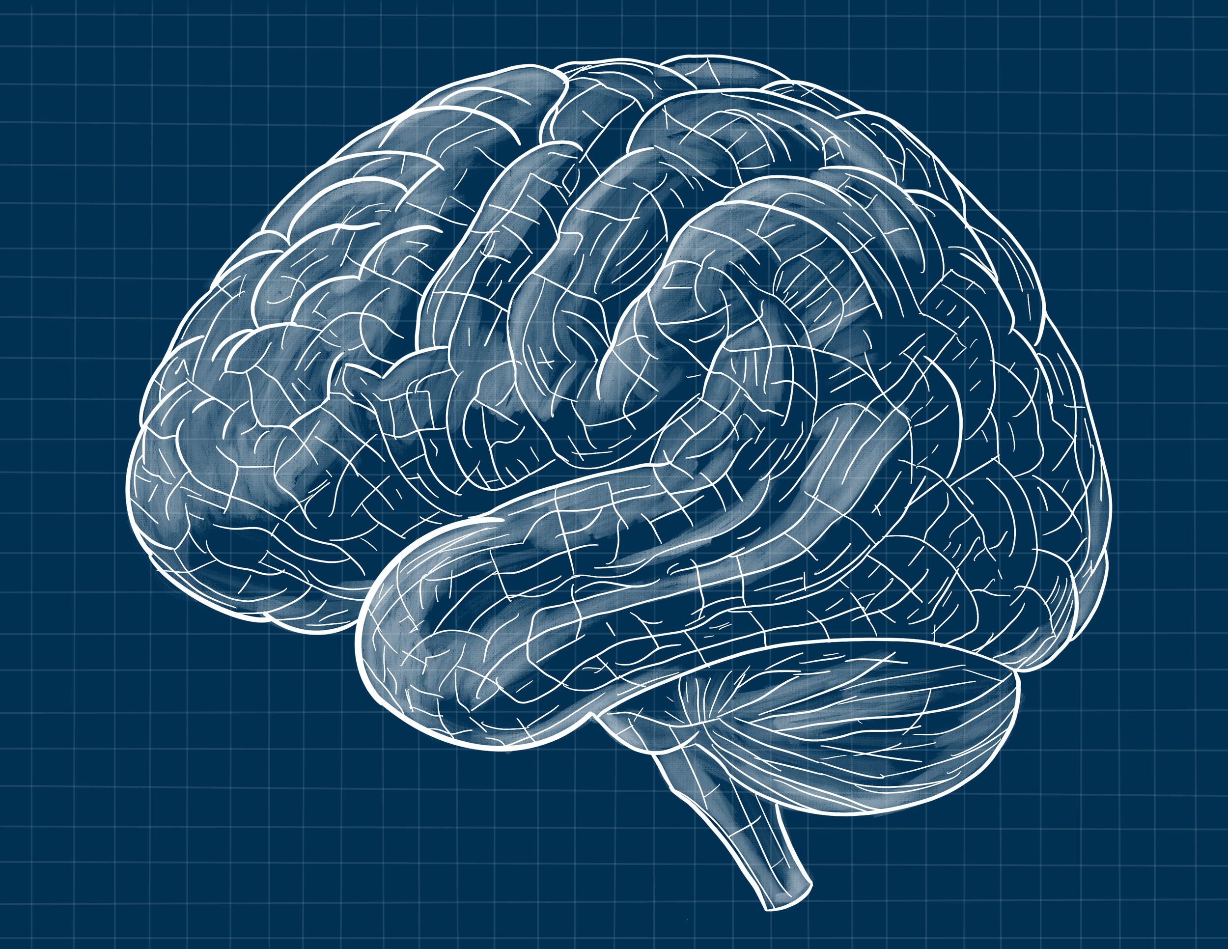 Digital illustration of a human brain in white lines on a blue grid background.