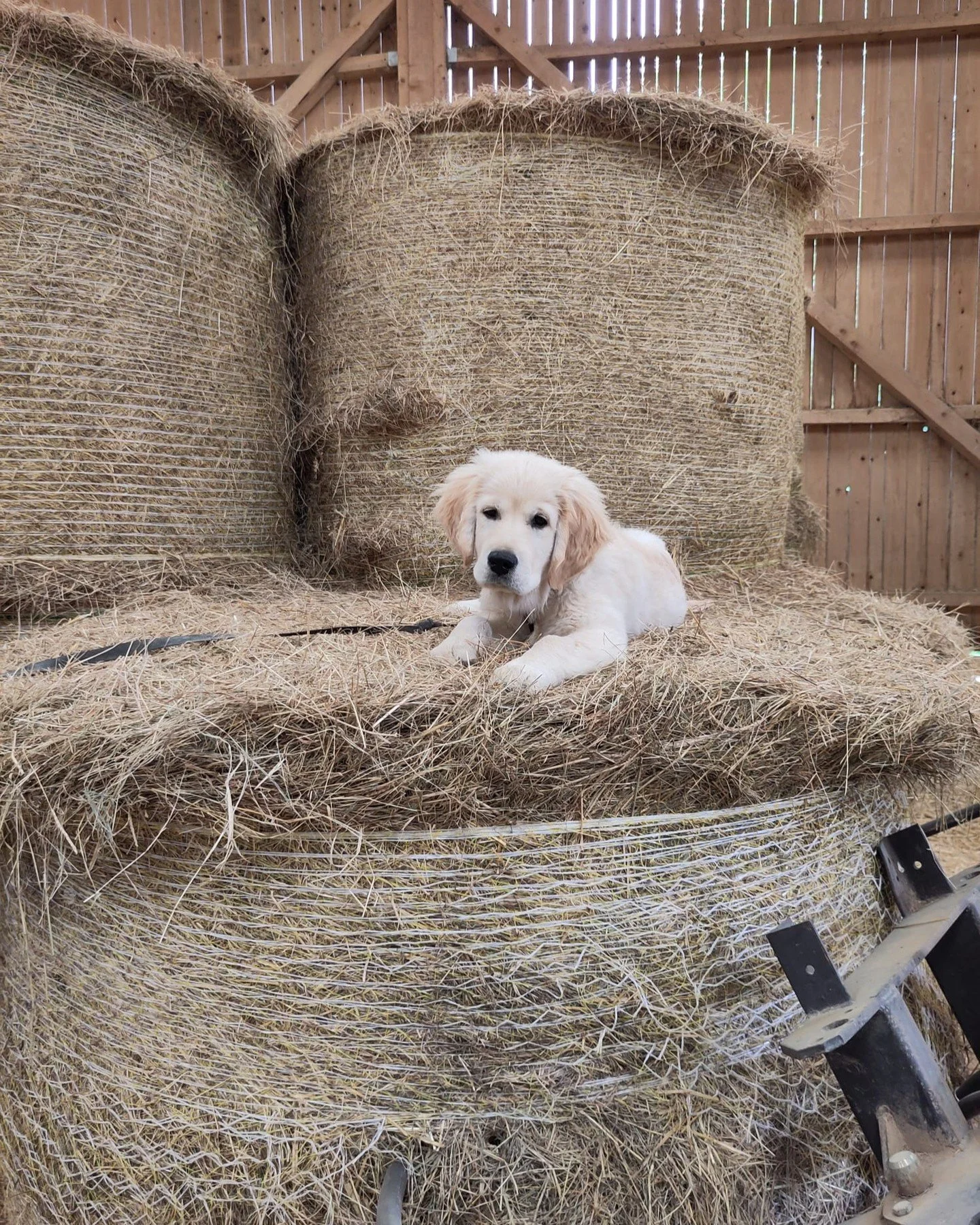 Avez-vous constat&eacute; une diminution drastique de nos publications ces derniers mois ? 😄 Nous vous pr&eacute;sentons aujourd'hui la raison &agrave; cela : le d&eacute;nomm&eacute; Gazo (les plus jeunes comprendront la r&eacute;f&eacute;rence du 