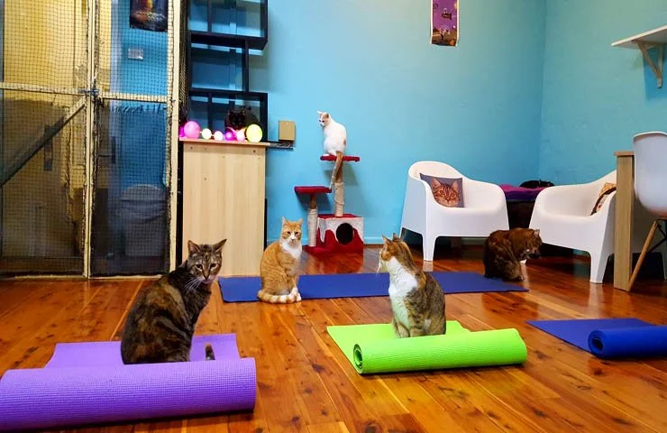 Catmosphere, a Cat Lounge Experience