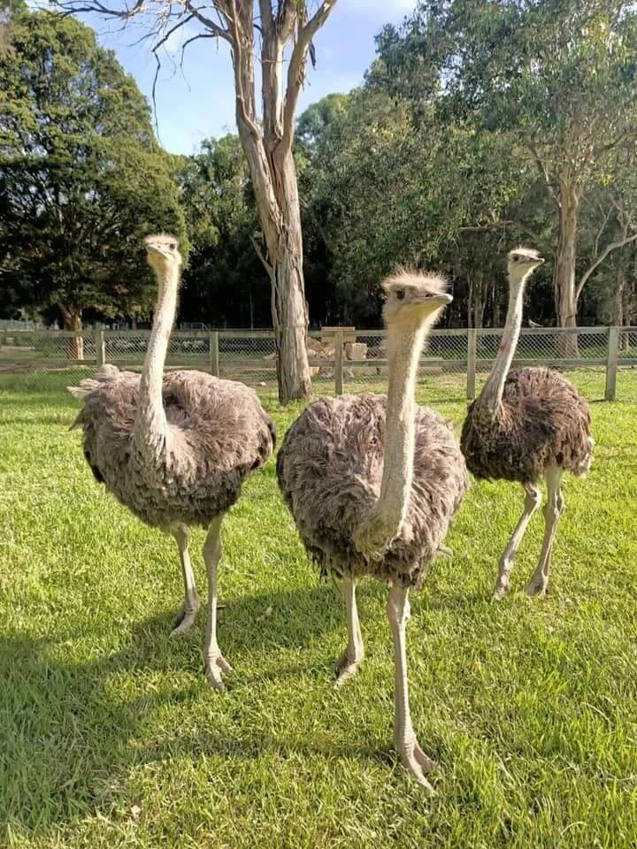 Amazement Farm and Park