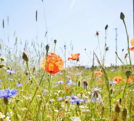 Wild Flower Garden Walk & Picnic
