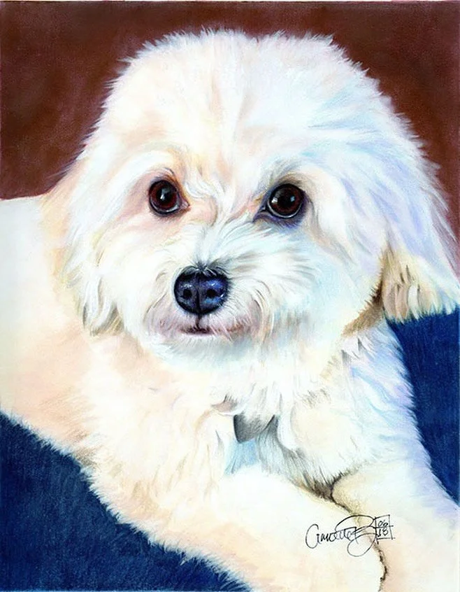 Sometimes you just have to throw the kitchen sink at a painting! 🖌️
Ginger&rsquo;s soft, white coat called for everything&mdash;pastel, watercolor, colored pencil, even a touch of acrylic.

Her sweetness deserved every layer. 💛

✨ P.S. I&rsquo;m on
