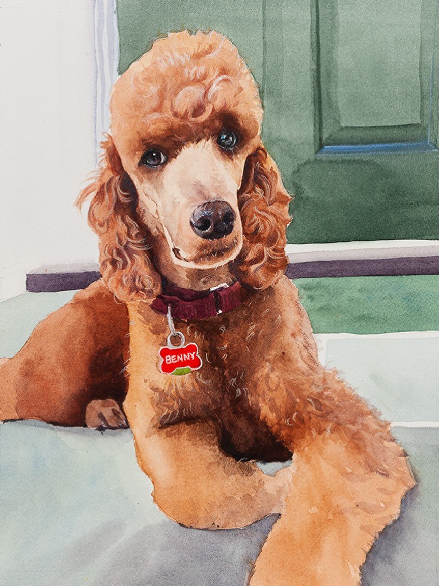 Meet Benny 🤍
A commissioned watercolor of a standard poodle with the sweetest, most expressive eyes. I loved capturing his spirit, and including the green front door of his home, a detail full of meaning. So grateful to paint animals who are still w