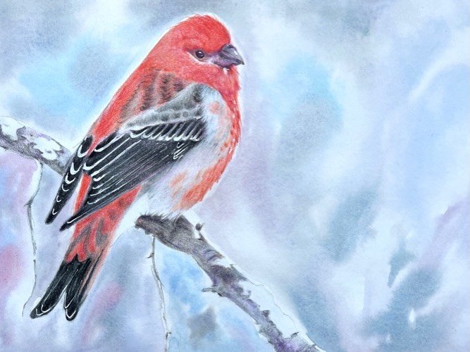 This week&rsquo;s class demo was a winter finch (likely a Pine Grosbeak).

We kept the background loose with watercolor and then layered colored pencil for the bird and branch. I love this combination &mdash; watercolor sets the mood, and colored pen