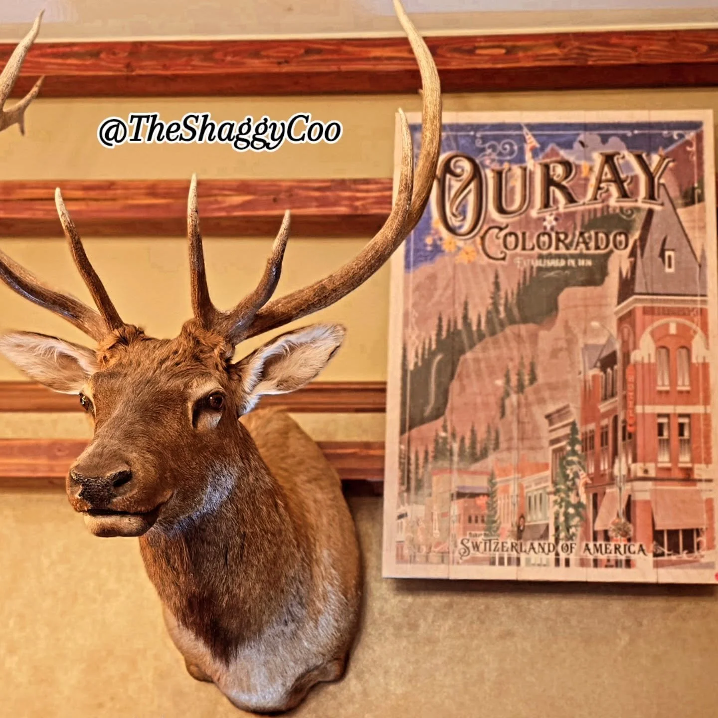 Bring a touch of timeless Western elegance into your home.
Featuring:
&bull; A beautifully framed Beaumont Hotel print &mdash; steeped in history and charm
&bull; An artfully preserved mounted buck &mdash; a striking statement of rustic grace

Perfec