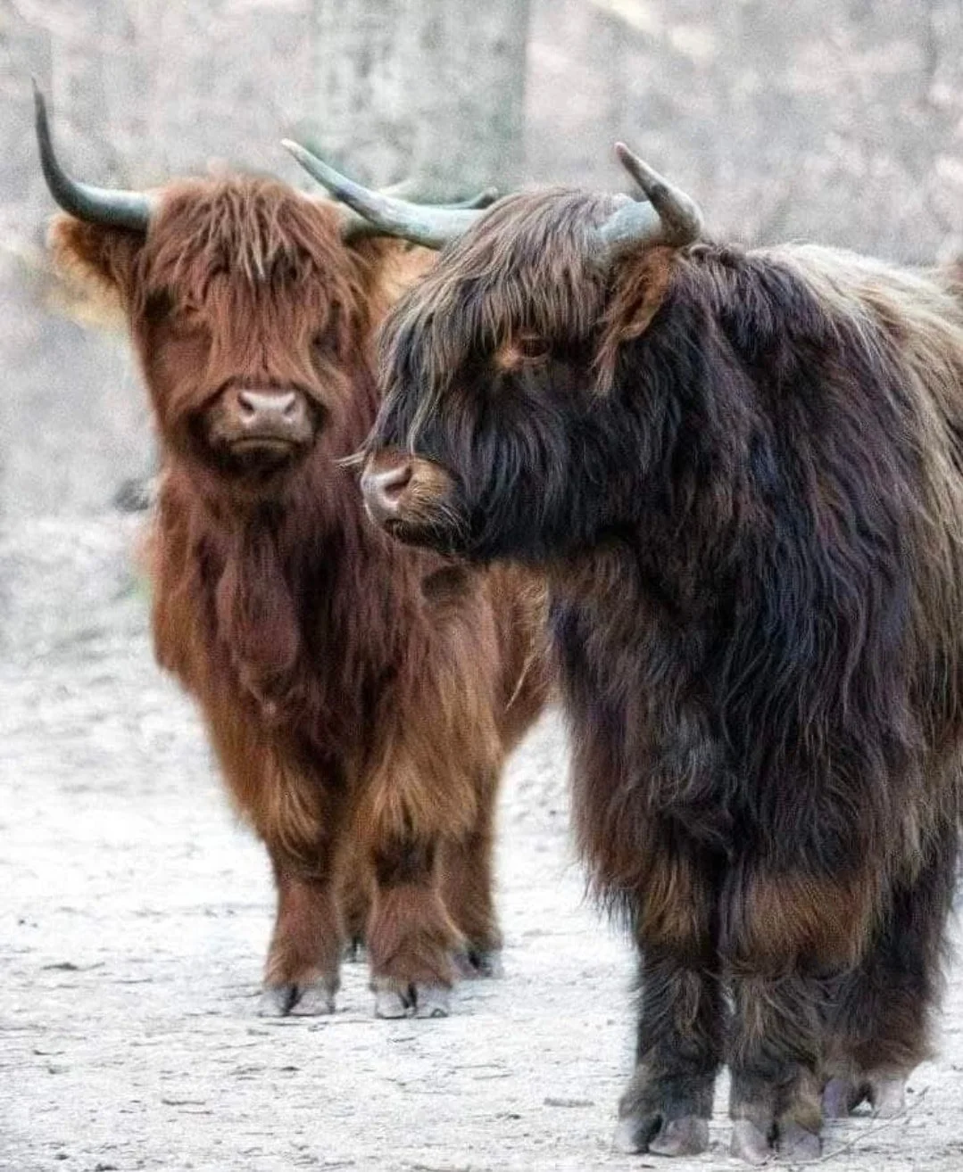 Happy Sunday!!!
#TheShaggyCoo #SupportSmallBusiness #shoplocal