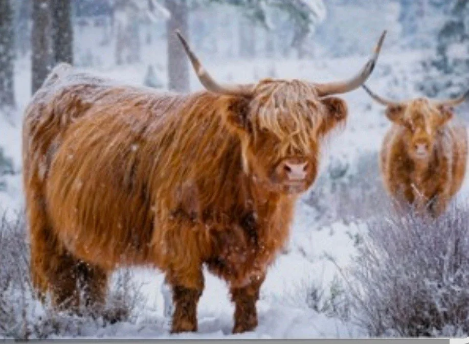 Happy Sunday!

#TheShaggyCoo #shoplocal #SupportSmallBusiness