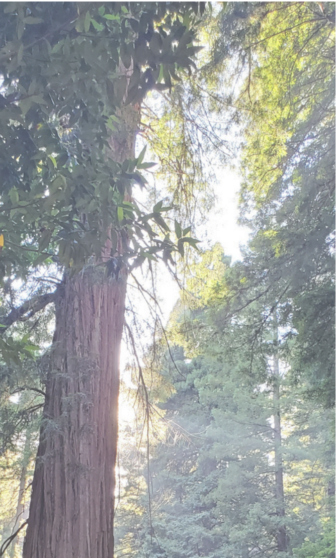 Wildly Rooted: Between the Redwoods and the Sea