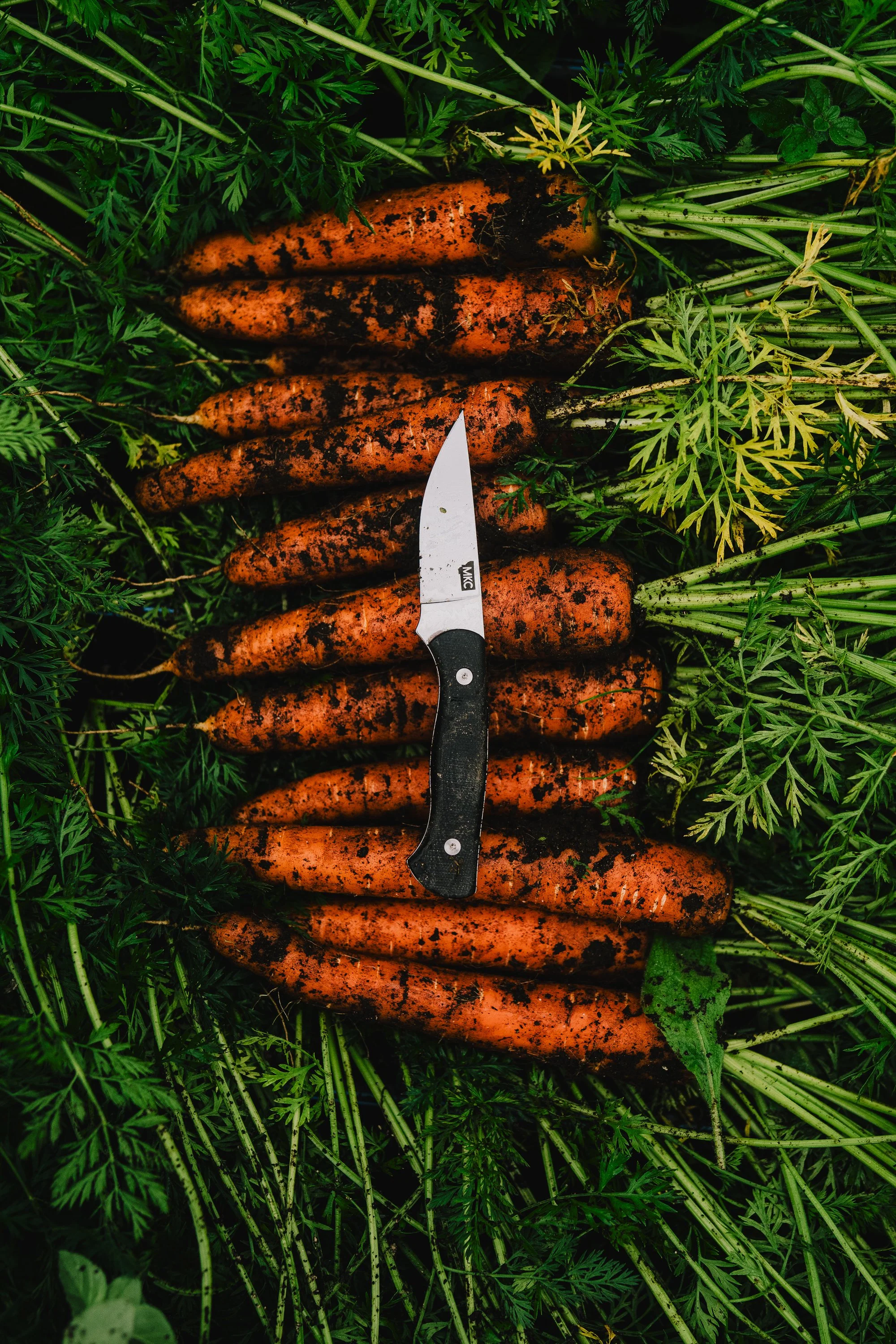 Freshly harvested carrots with dirt, green tops, and a knife on top.