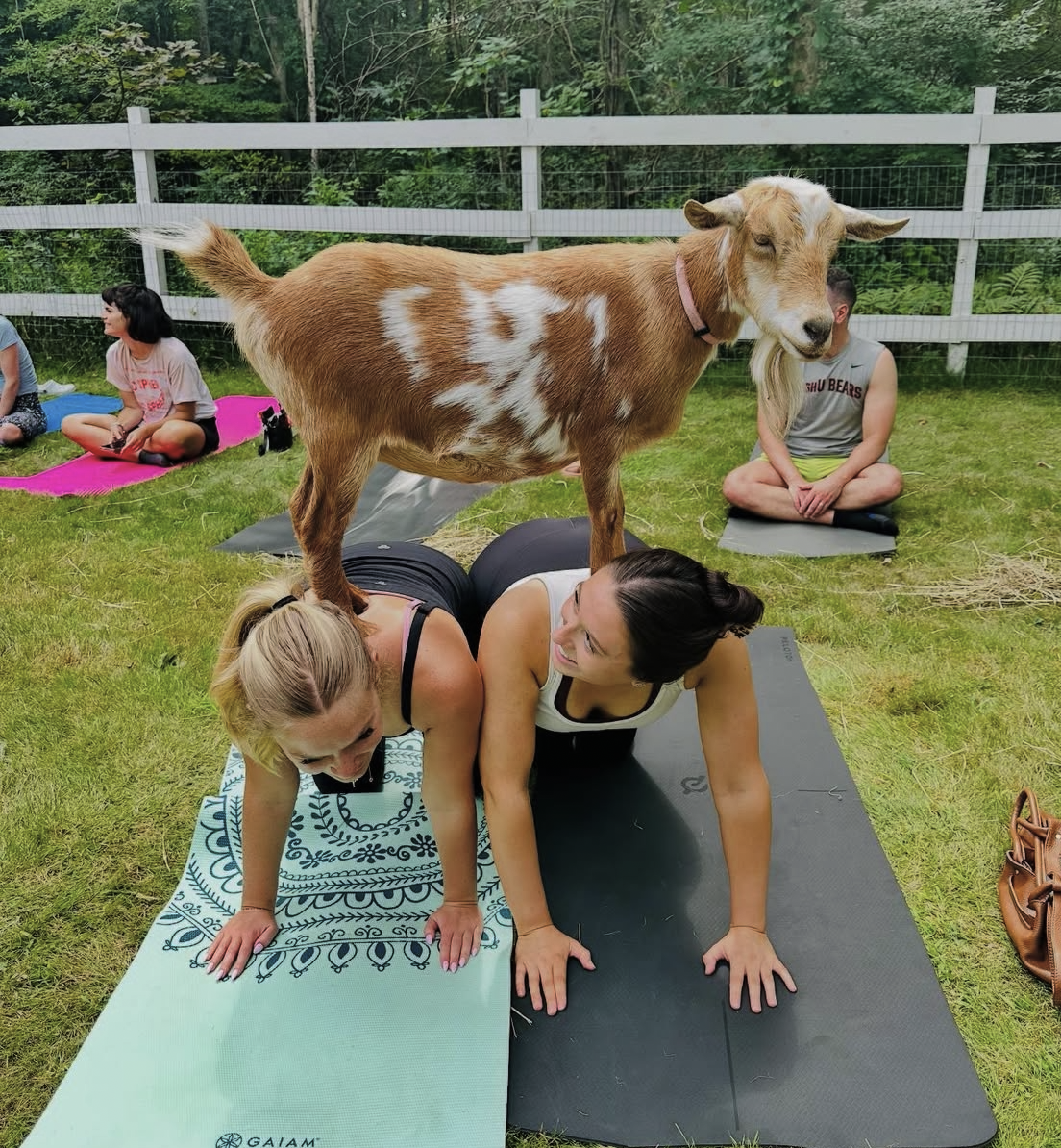 Goat Yoga Sessions
