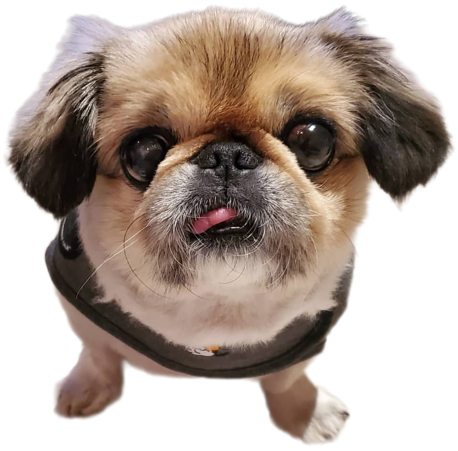 Japan Travel Guide for 1st Time Visitors