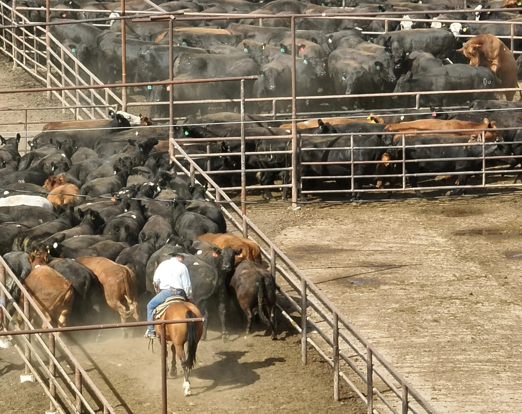 Processing+Barn+Cowboy+1+08262025.jpg