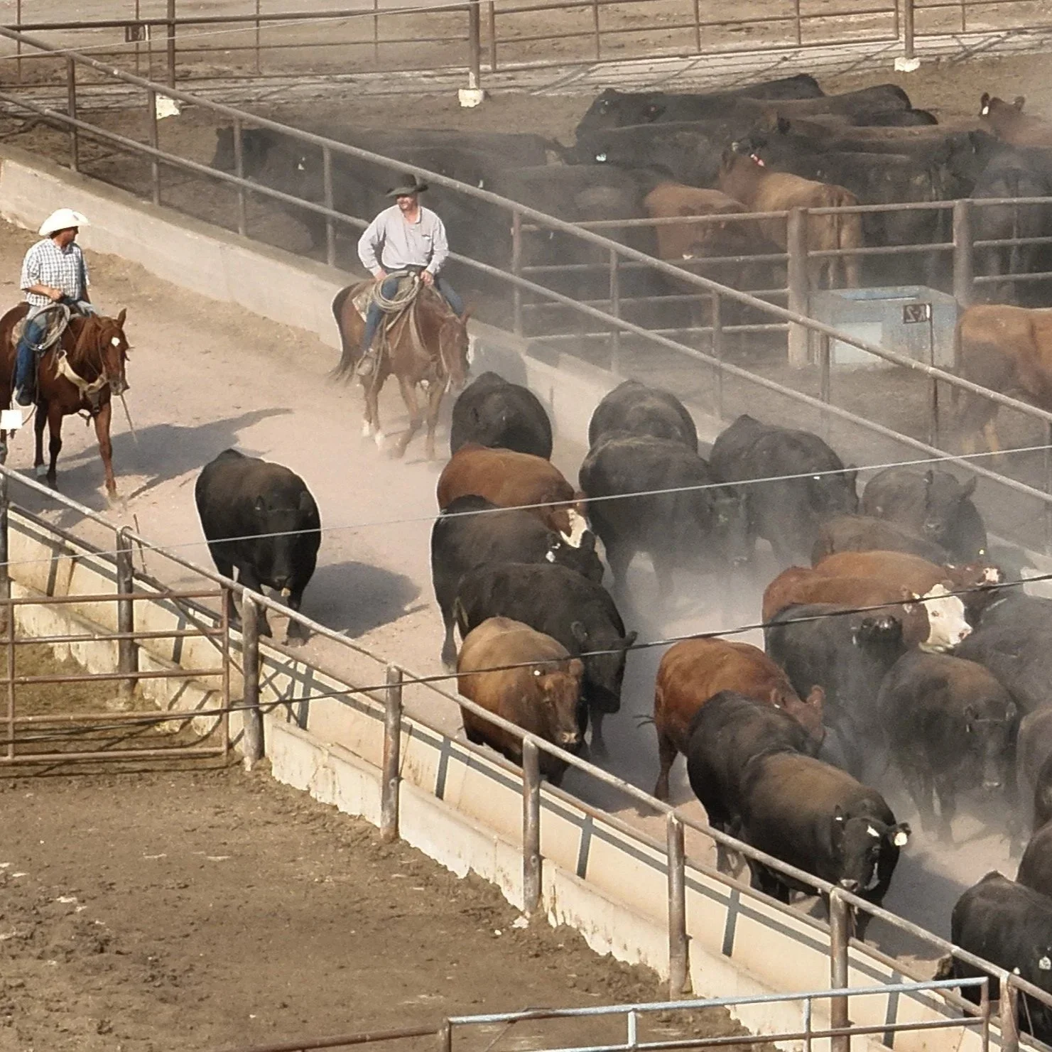 Cattle+Drive+3+09092025.jpg