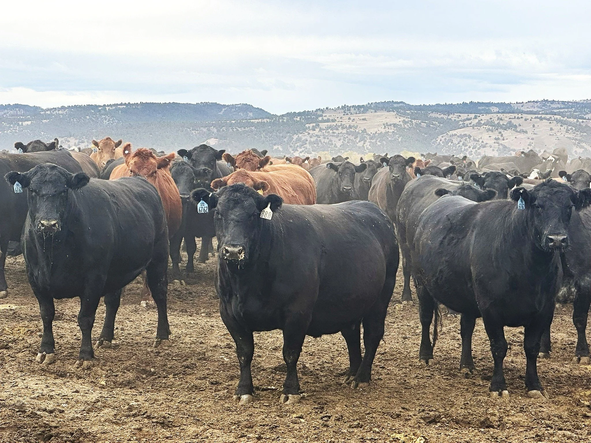 Fat Cows Hills 11072025.JPEG