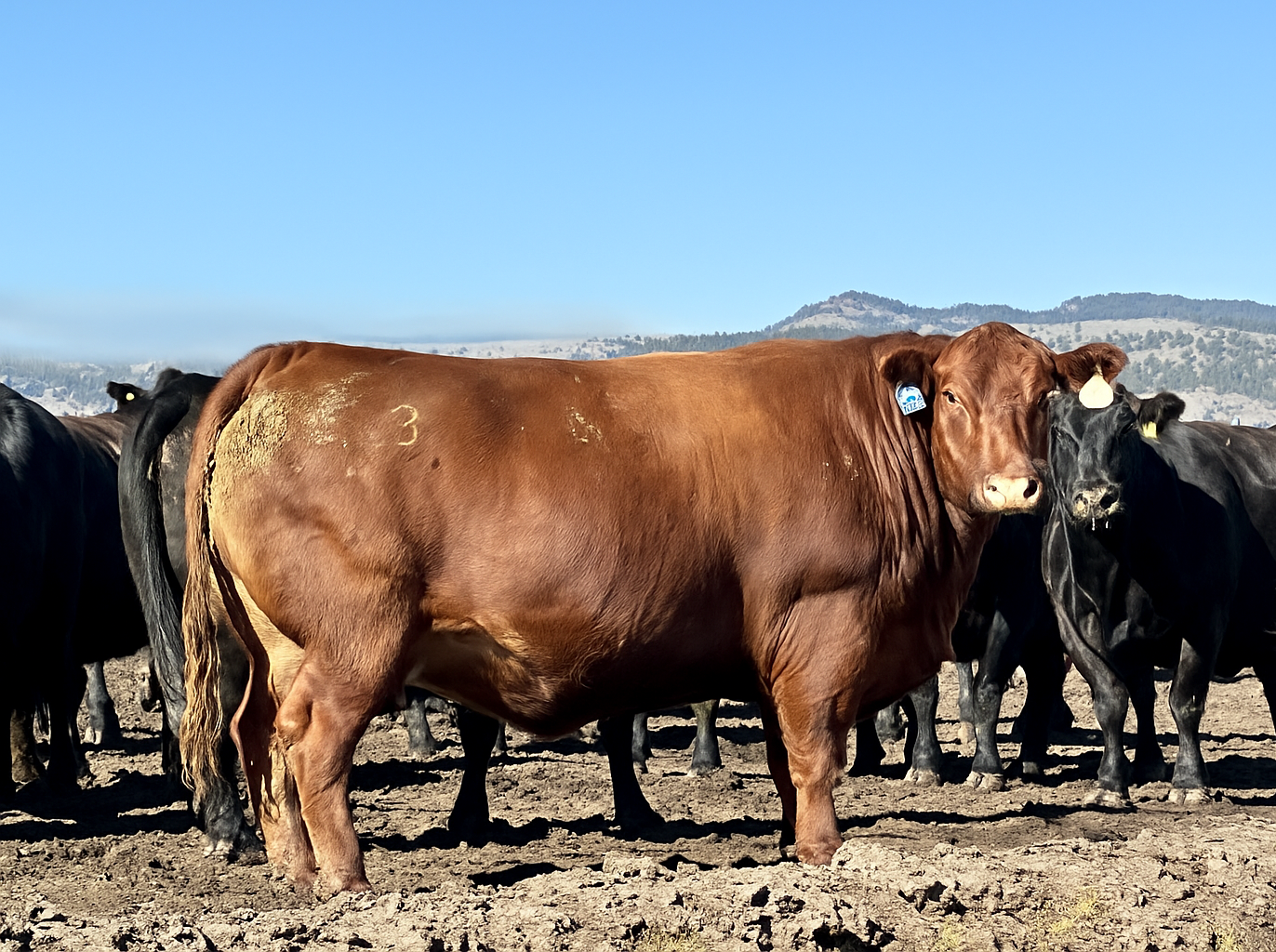 Fat Red Cow Edit.png