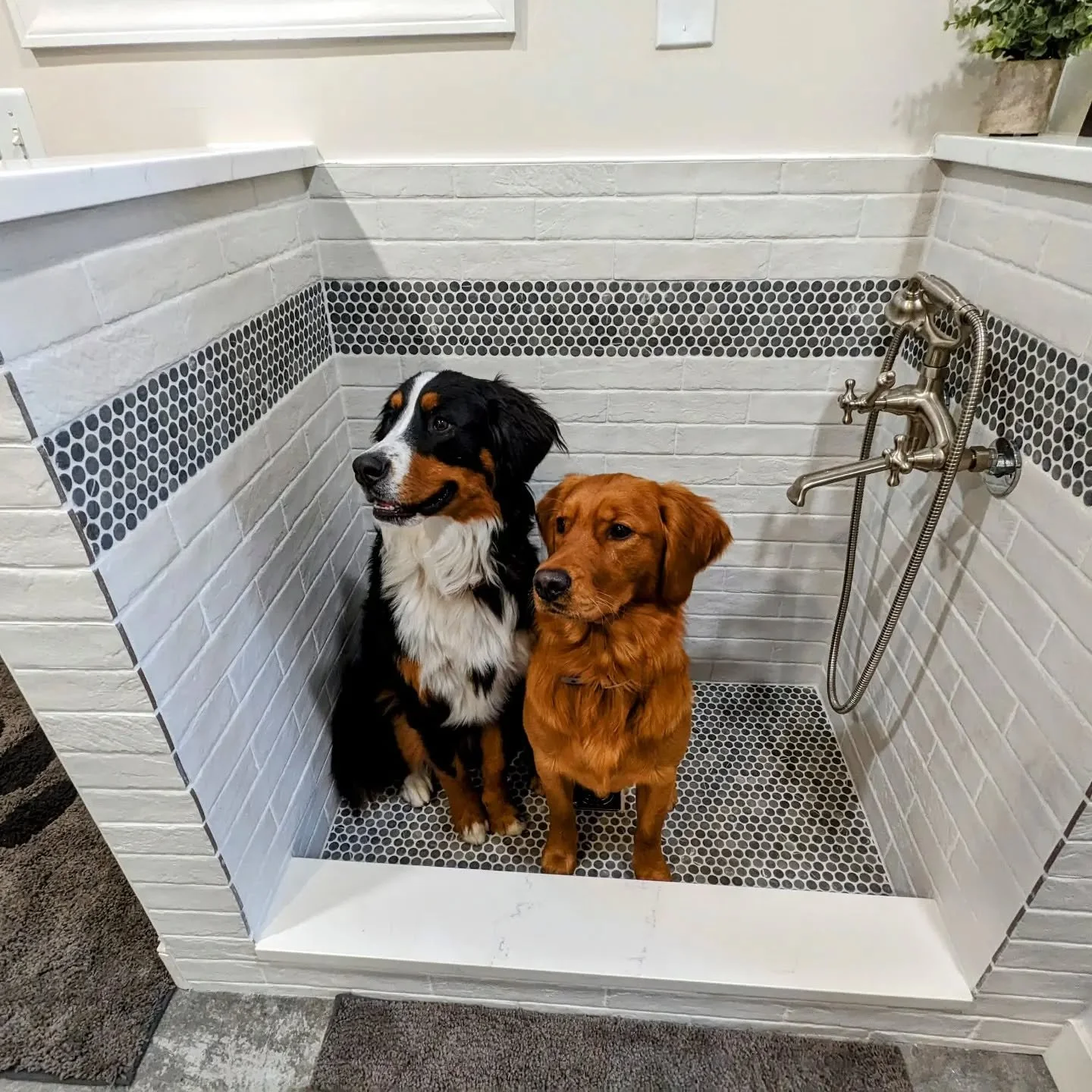 Take a moment to appreciate Ursa Minor and Major Armstrong in their brand new custom dog wash😍
Our resident expert @jared.olweiler knocked this one out of the park!
#dogsofinstagram #customtile #dogspa #tileshower #customcarpentry #lancasterremode