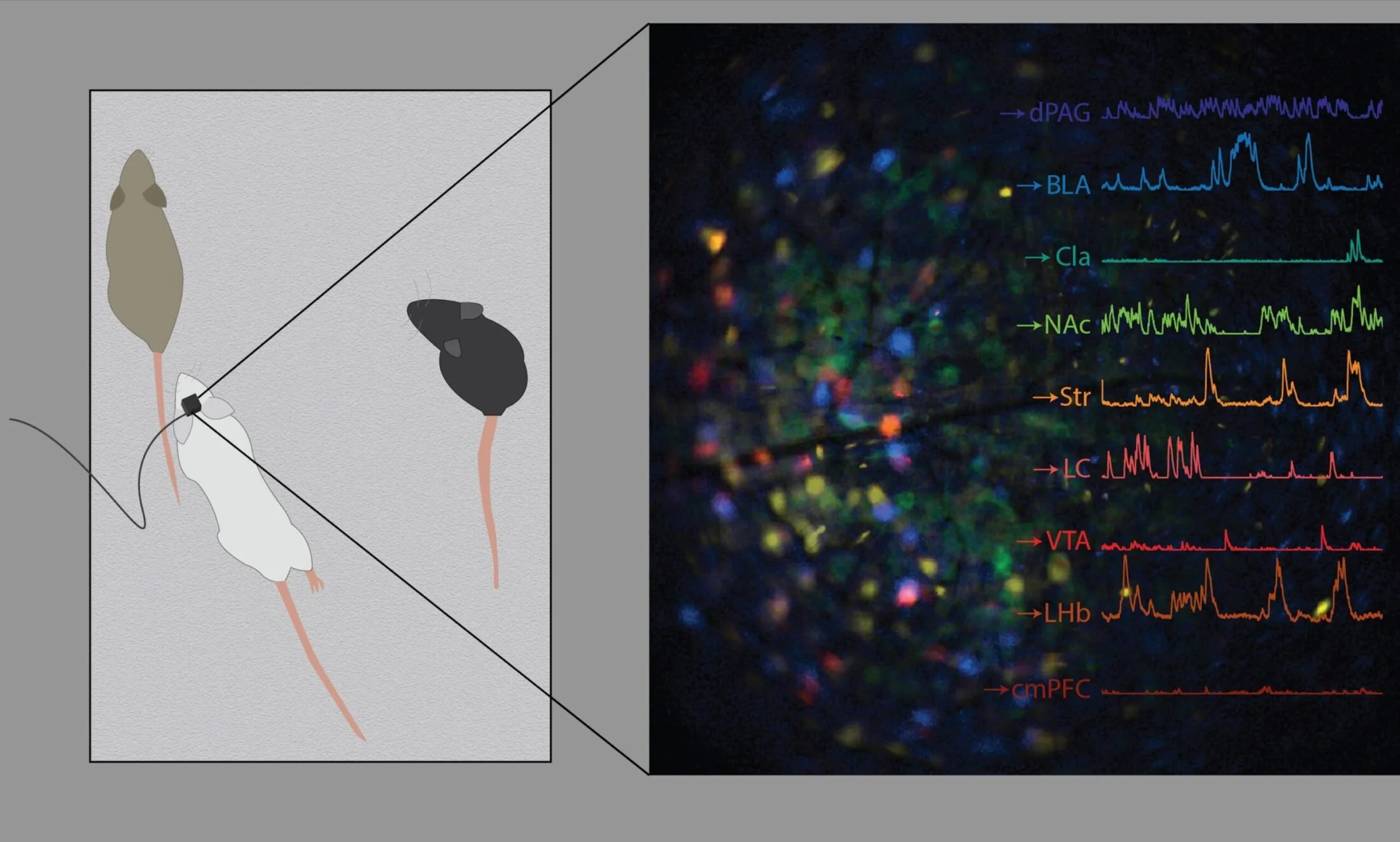 Neuroplex captures brain activity across nine cell types at once