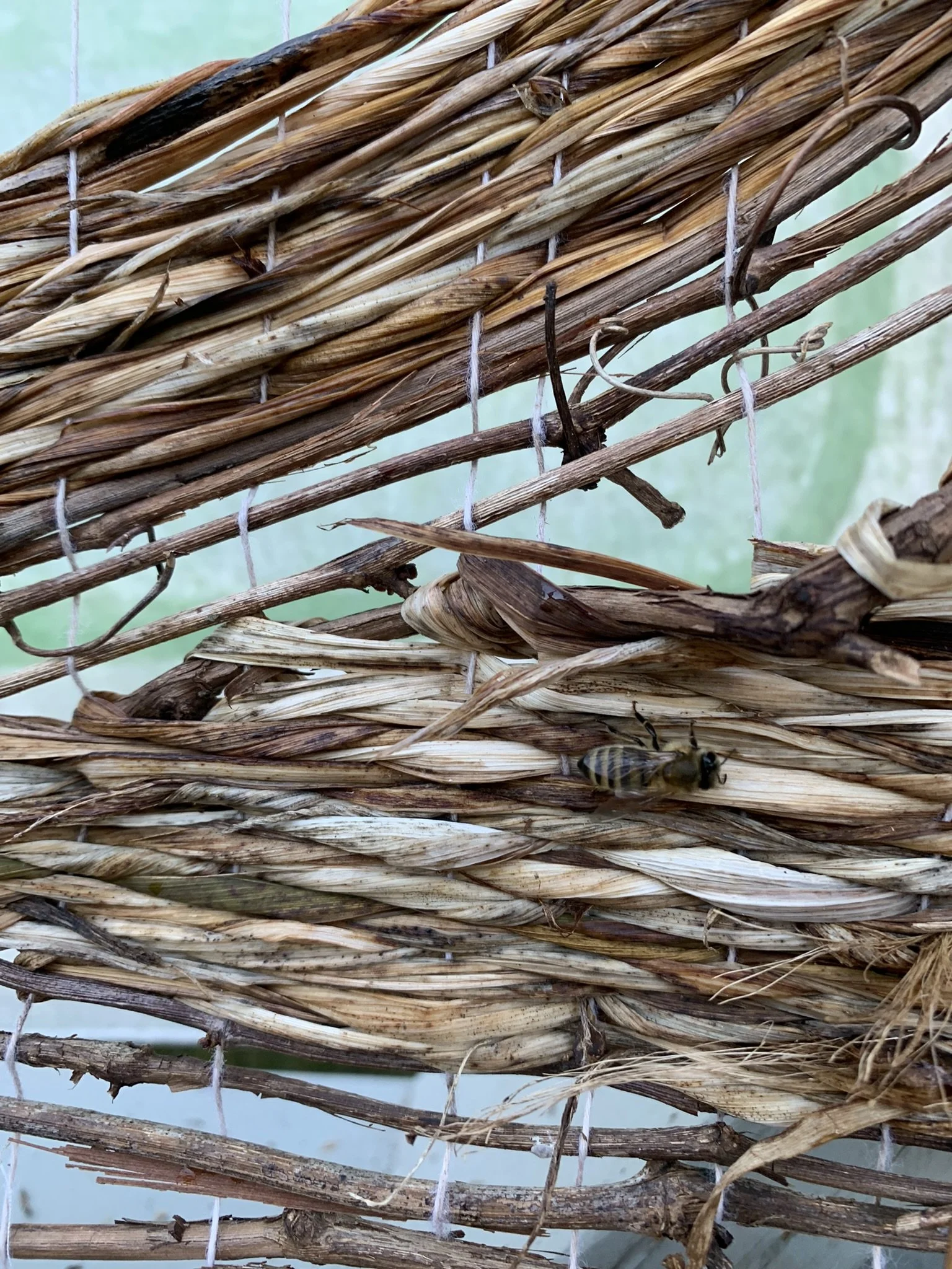 WtL_17_Zoe Van Nostrand_Fall 2025.JPEG