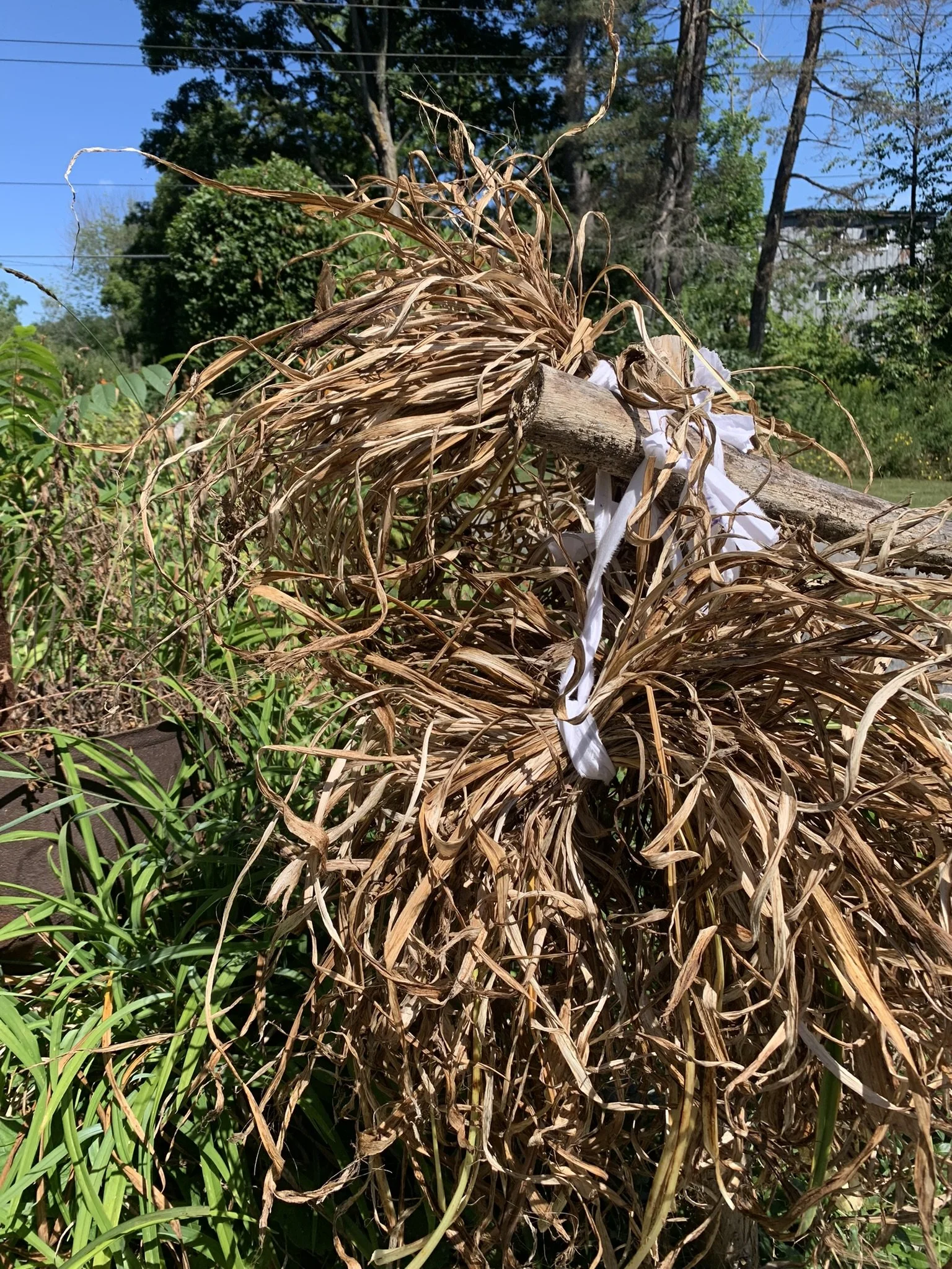 WtL_27_Zoe Van Nostrand_Fall 2025.JPEG