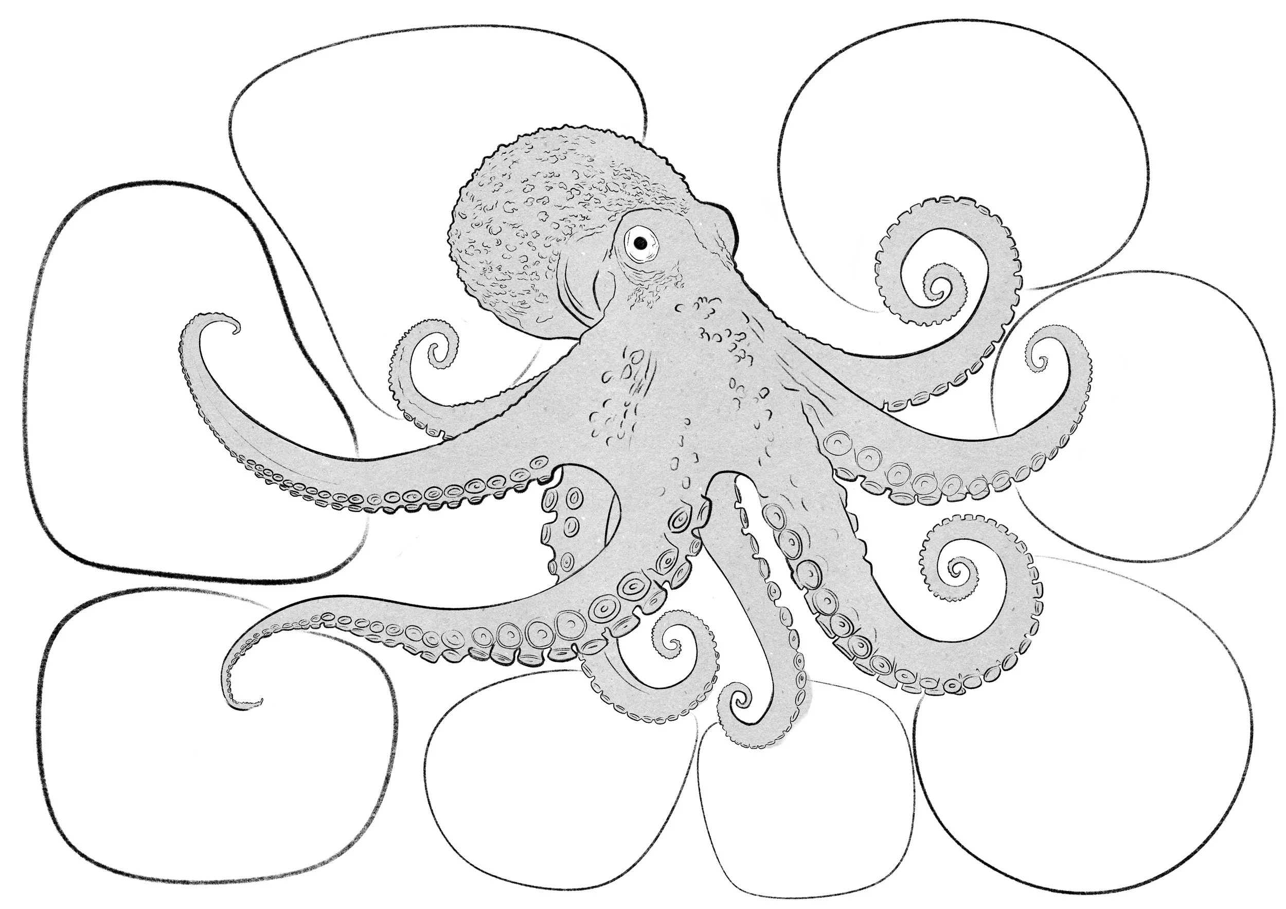 Octopus.jpg